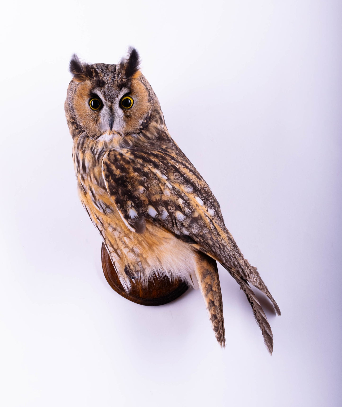 Hibou moyen-duc naturalisé pour fixation murale à vendre