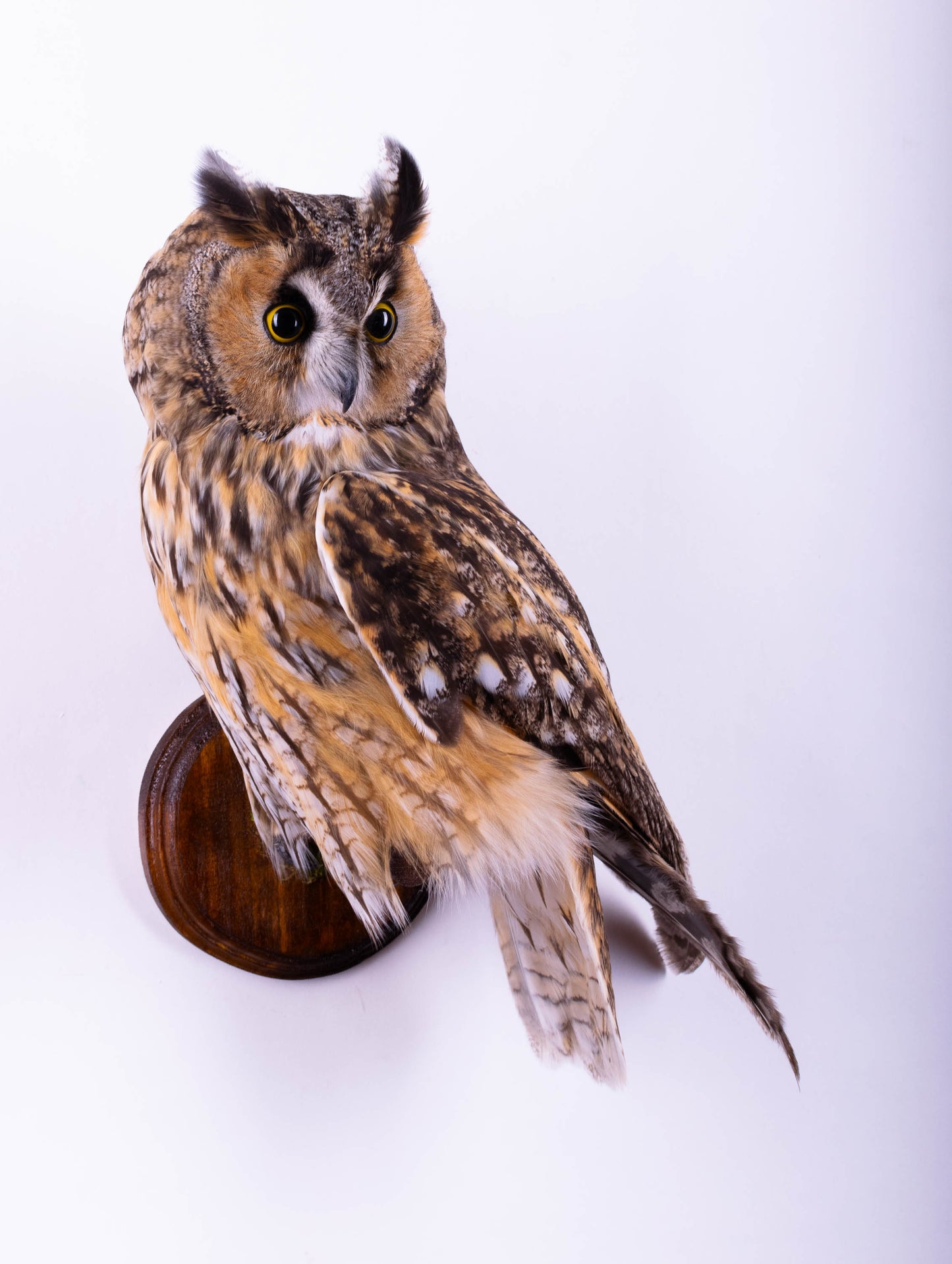 Hibou moyen-duc naturalisé pour fixation murale à vendre
