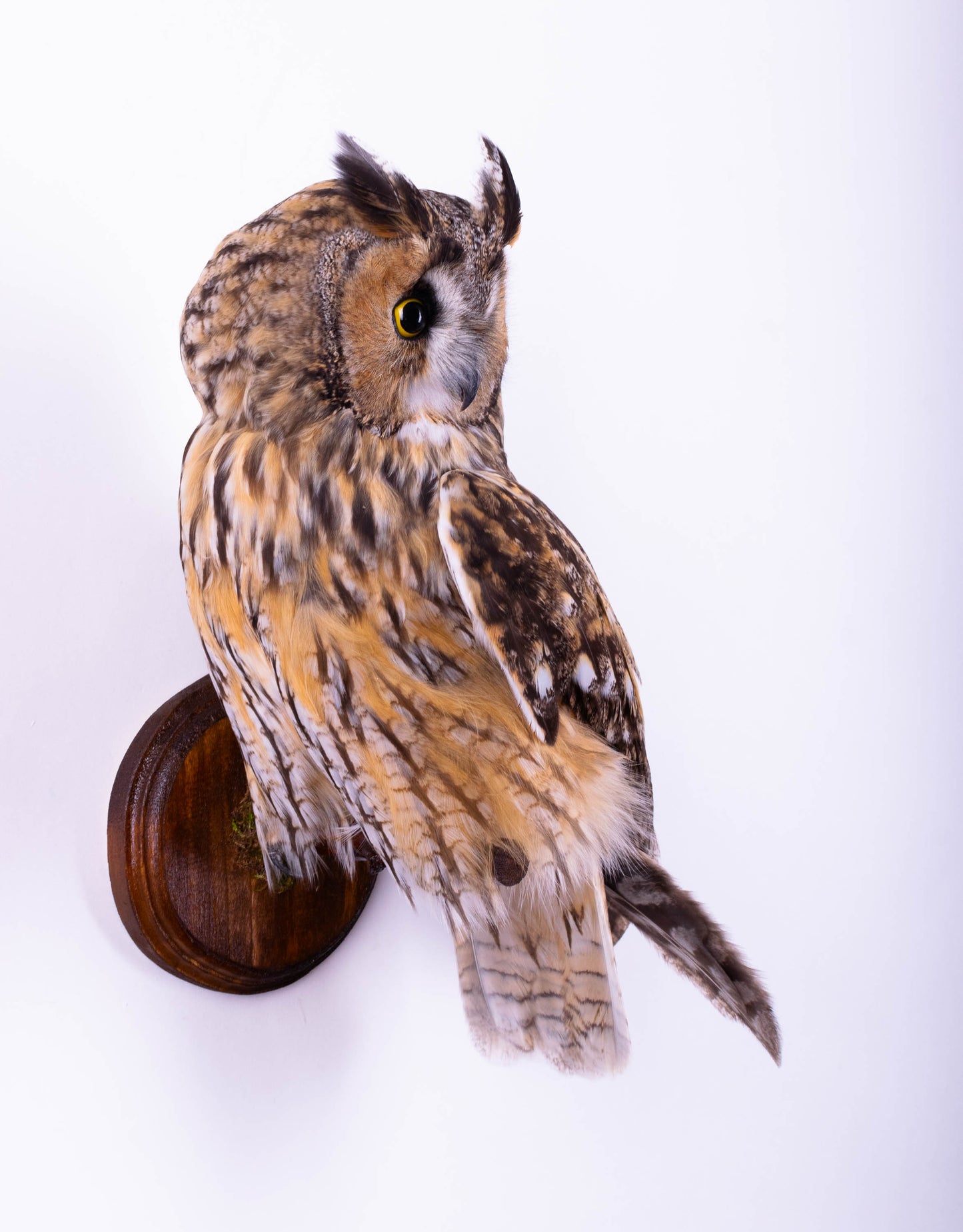 Hibou moyen-duc naturalisé pour fixation murale à vendre