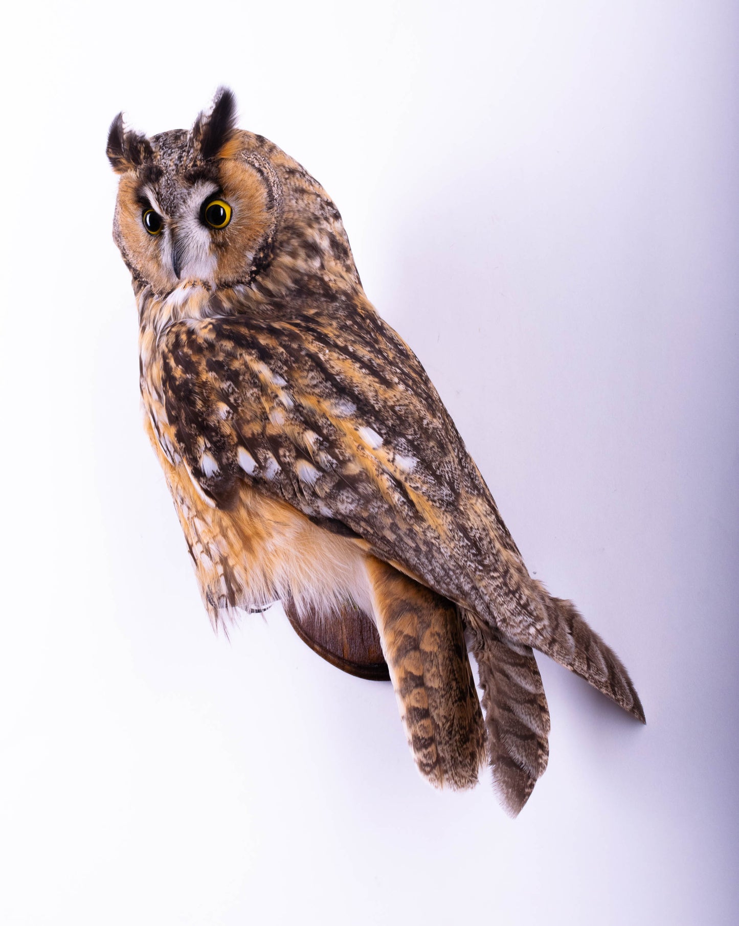 Hibou moyen-duc naturalisé pour fixation murale à vendre