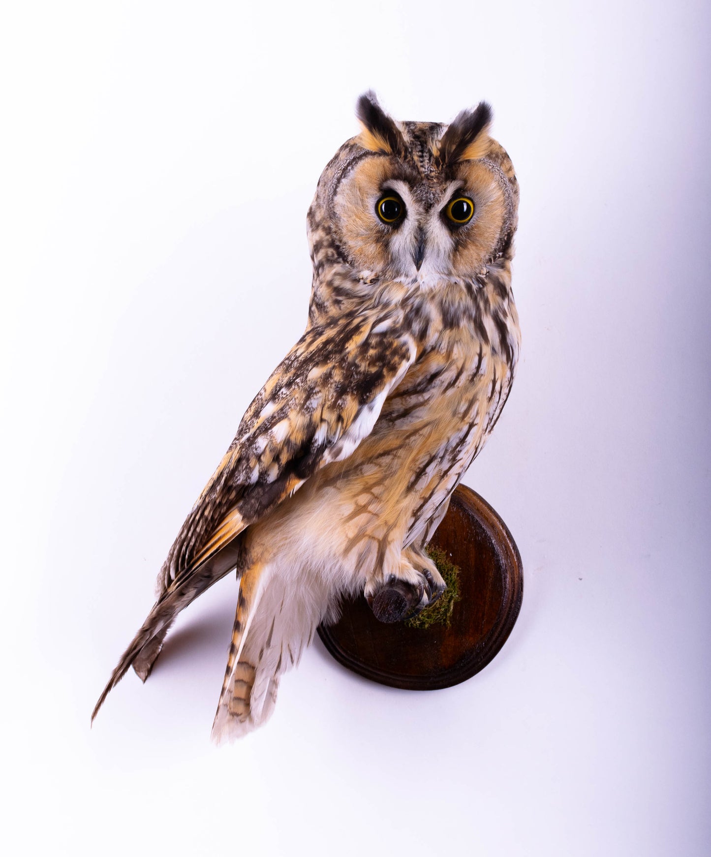 Long-eared Owl Taxidermy Wall Mount For Sale