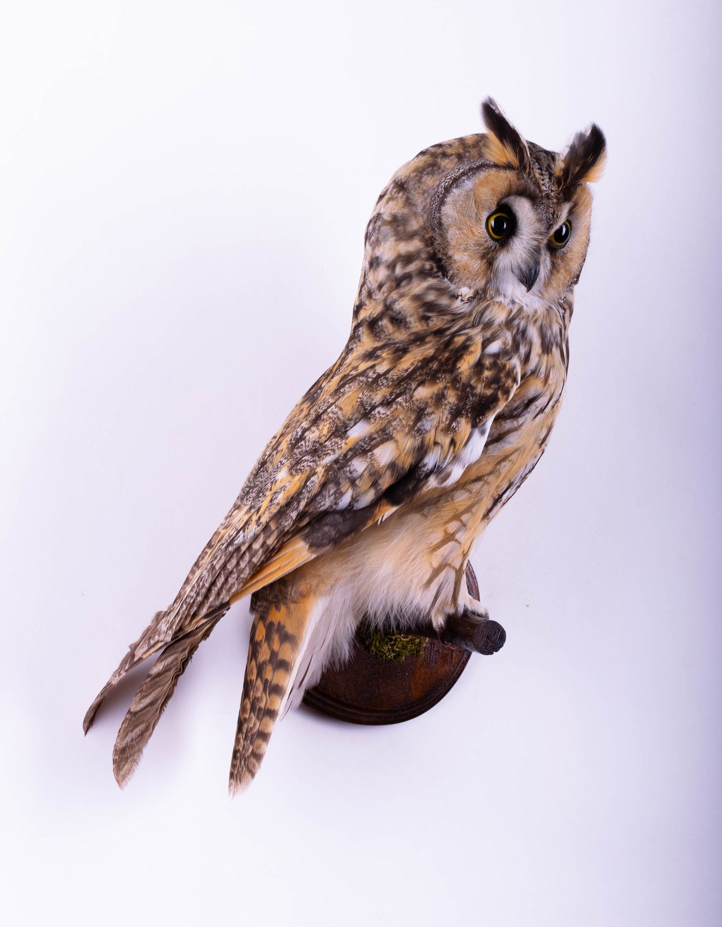 Long-eared Owl Taxidermy Wall Mount For Sale