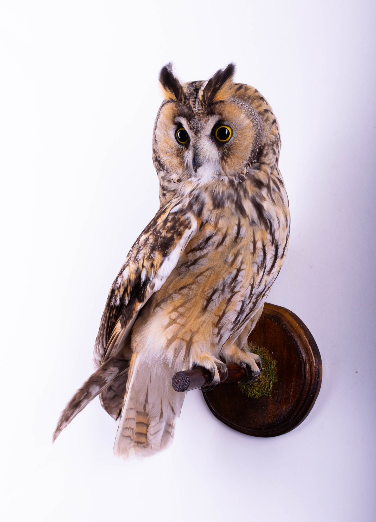 Long-eared Owl Taxidermy Wall Mount For Sale