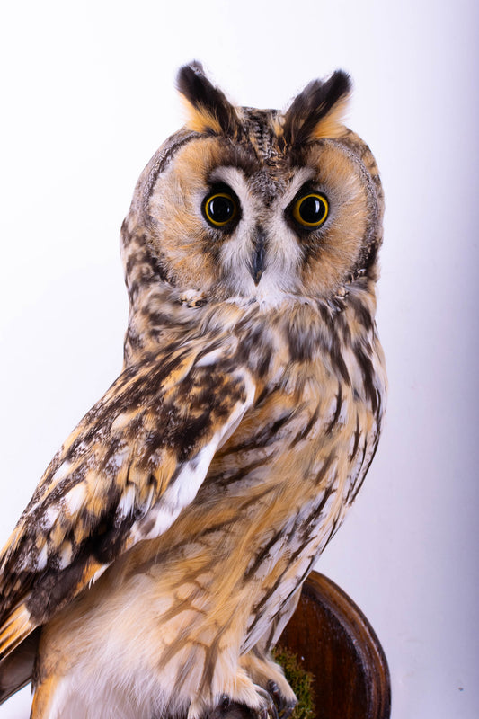 Long-eared Owl Taxidermy Wall Mount For Sale