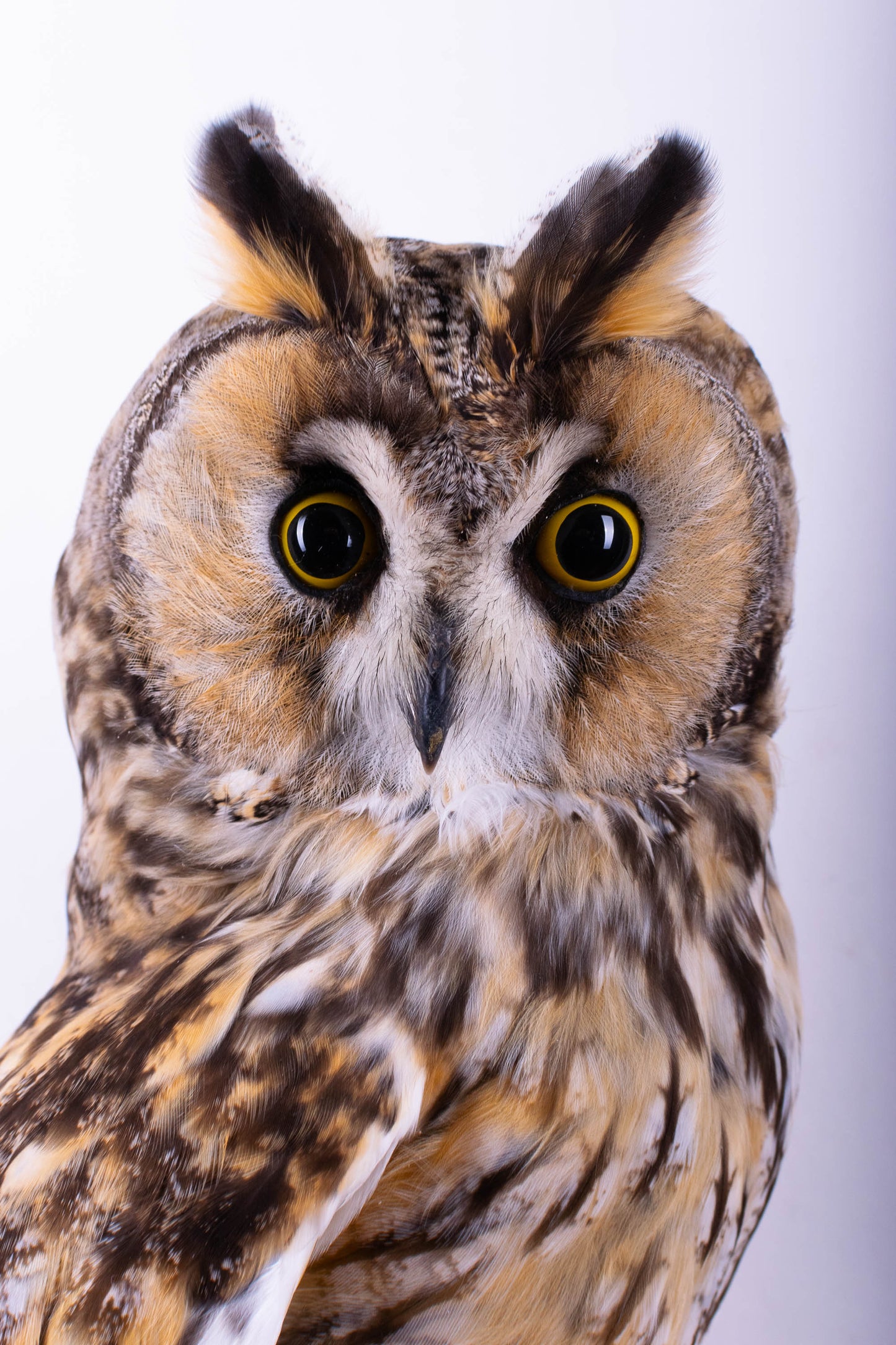 Long-eared Owl Taxidermy Wall Mount For Sale