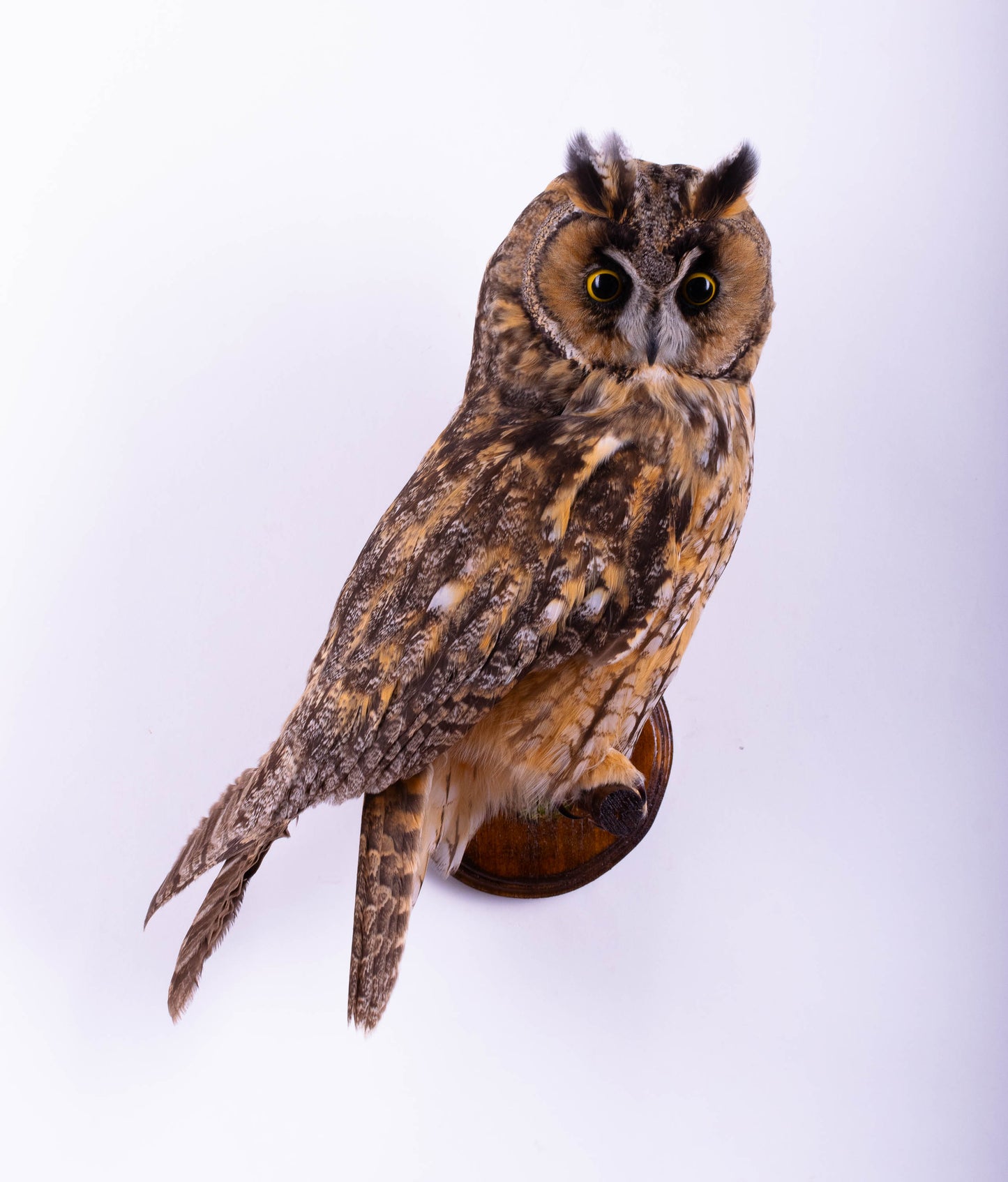 Long-eared Owl Taxidermy Wall Mount For Sale