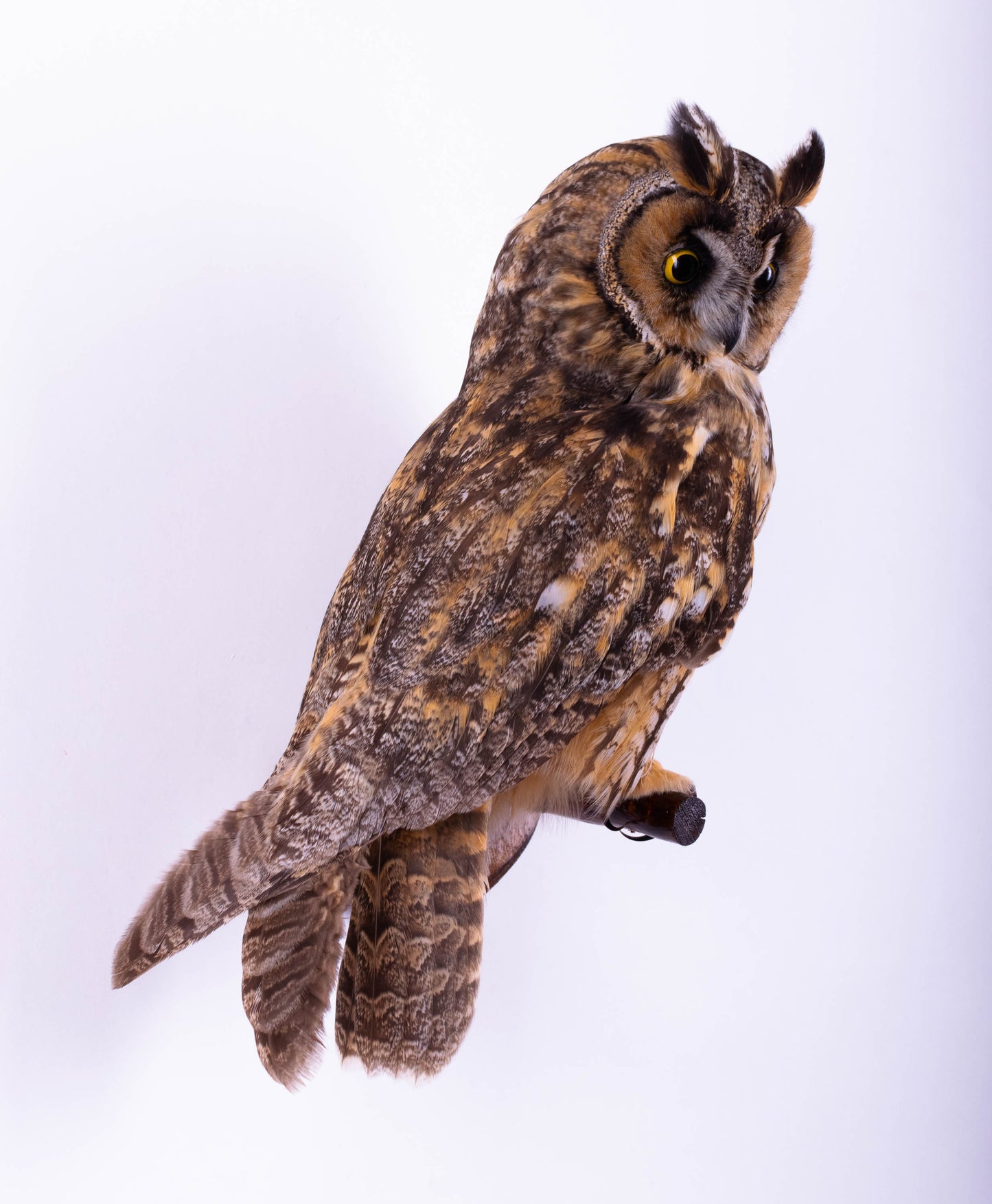Long-eared Owl Taxidermy Wall Mount For Sale