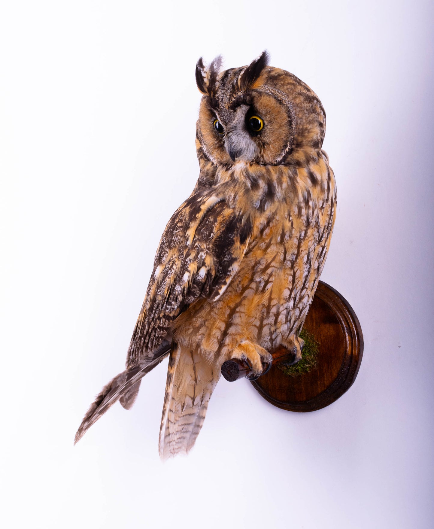 Long-eared Owl Taxidermy Wall Mount For Sale