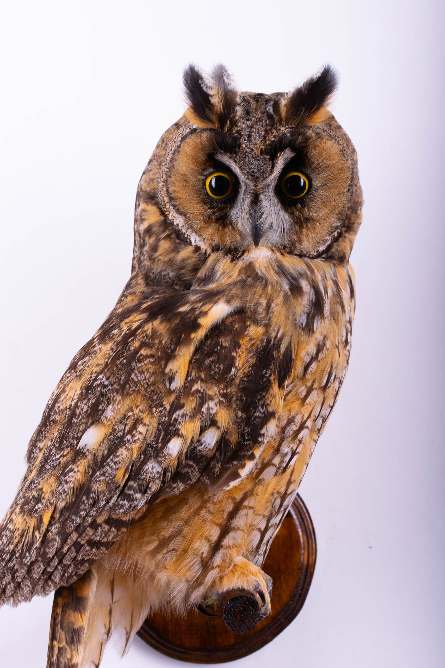 Long-eared Owl Taxidermy Wall Mount For Sale