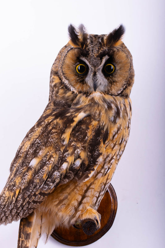 Long-eared Owl Taxidermy Wall Mount For Sale