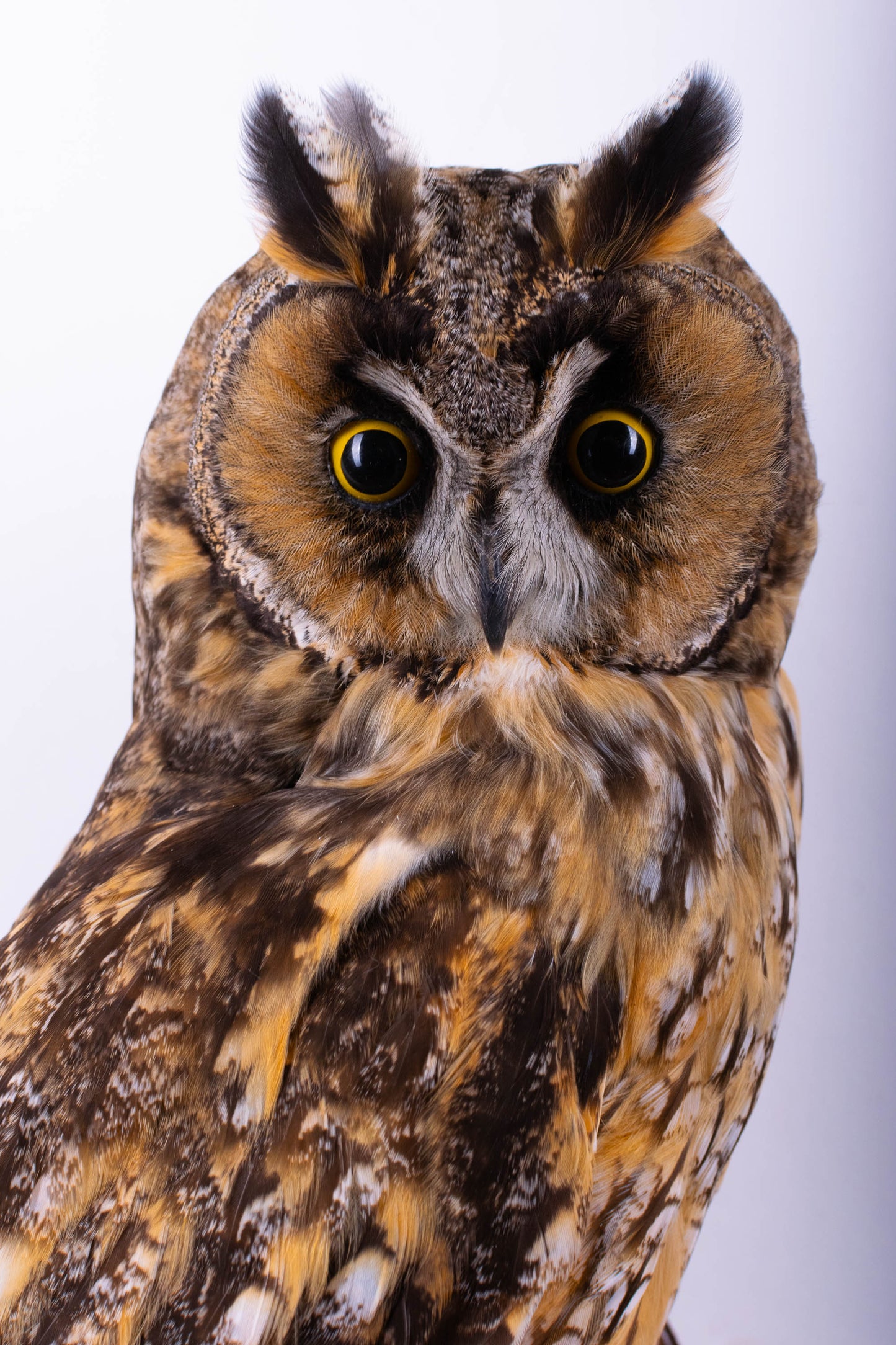 Long-eared Owl Taxidermy Wall Mount For Sale