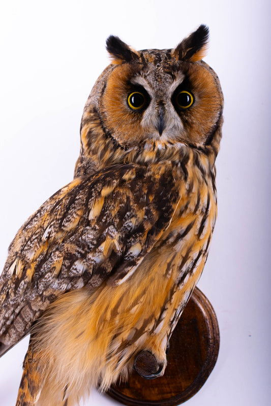 Long-eared Owl Taxidermy Wall Mount For Sale