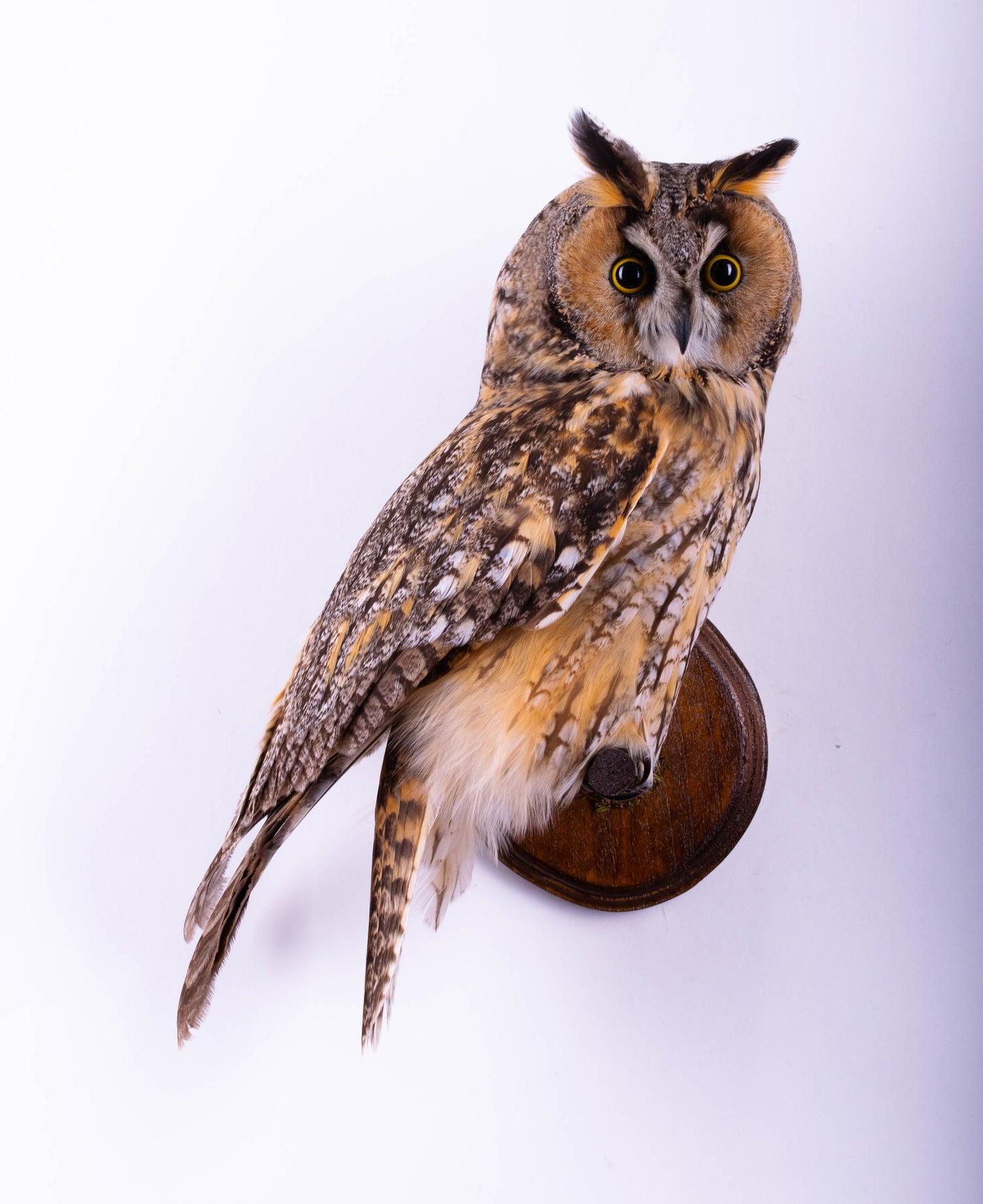 Long-eared Owl Taxidermy Wall Mount For Sale