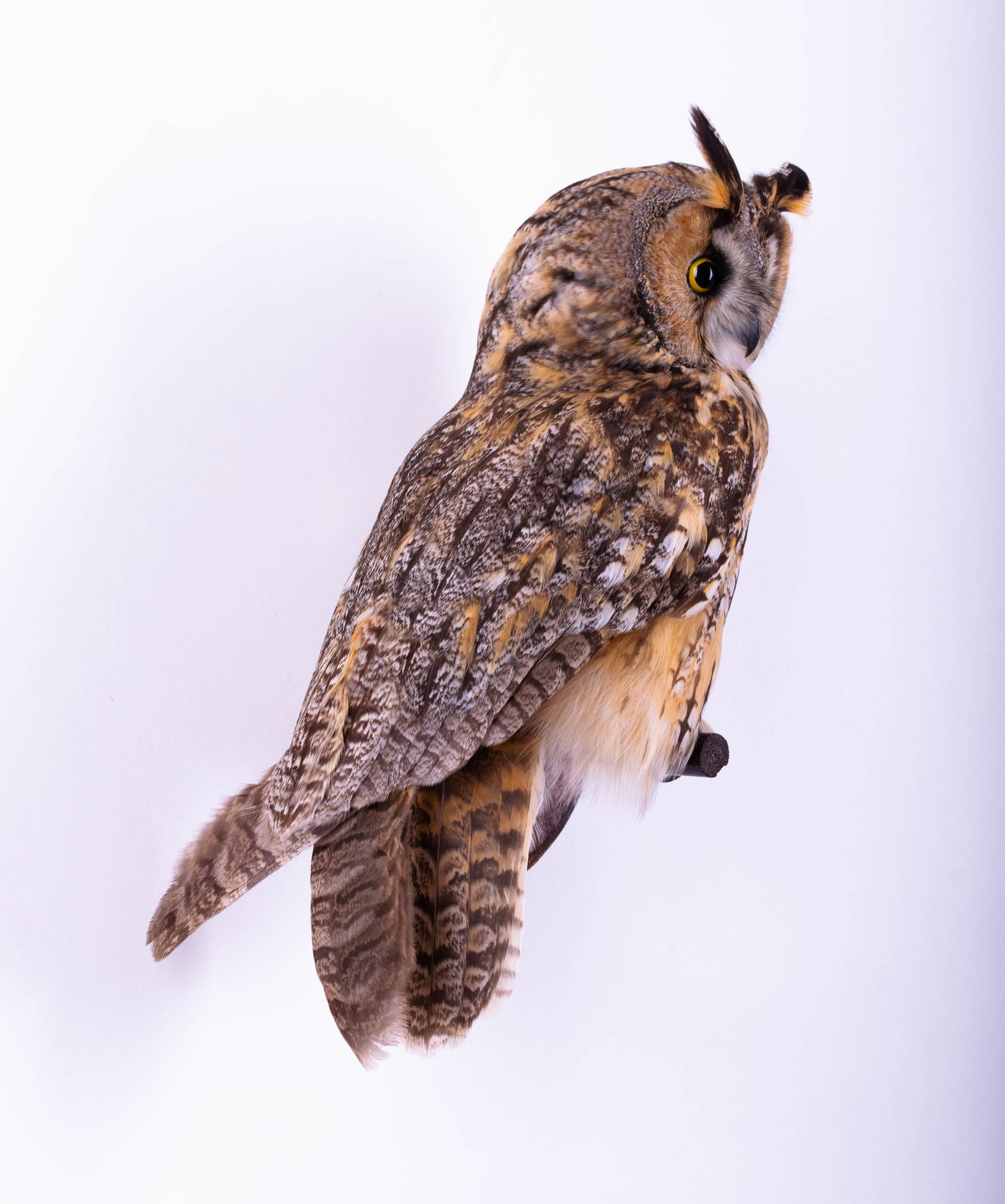 Long-eared Owl Taxidermy Wall Mount For Sale