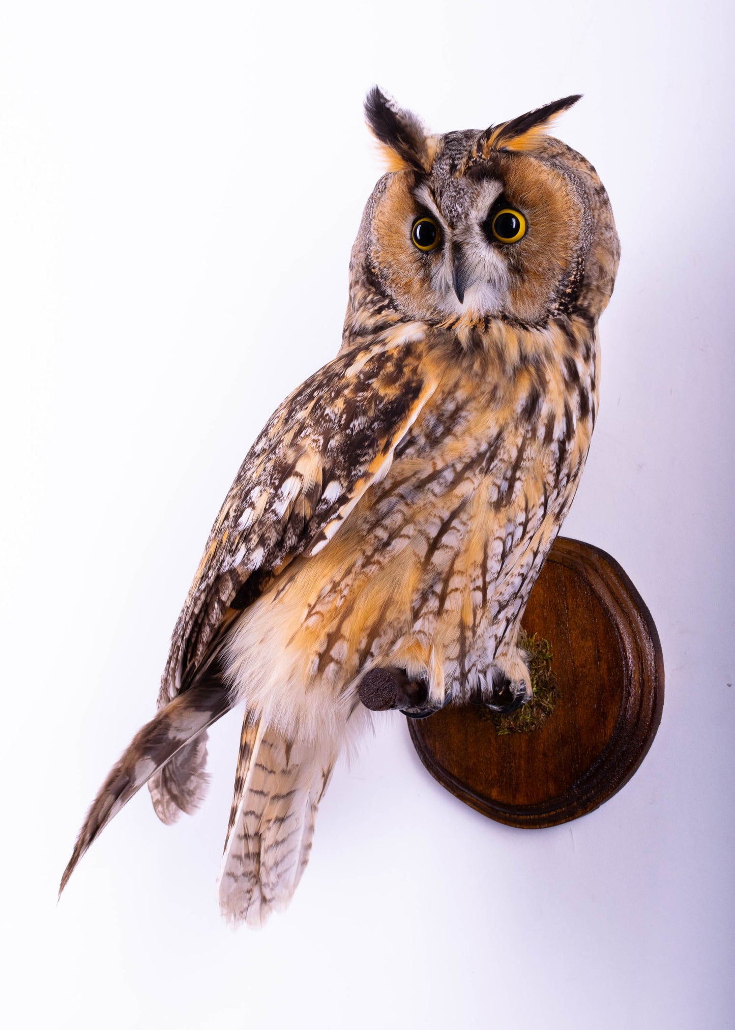 Long-eared Owl Taxidermy Wall Mount For Sale