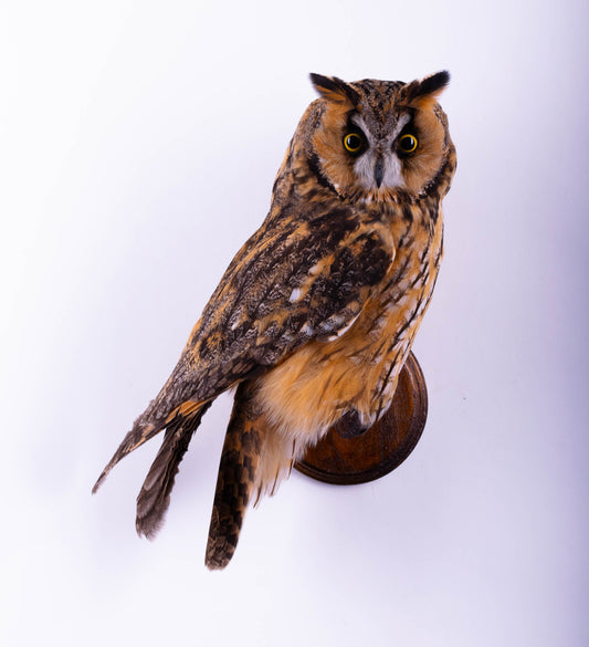 Long-eared Owl Taxidermy Wall Mount For Sale