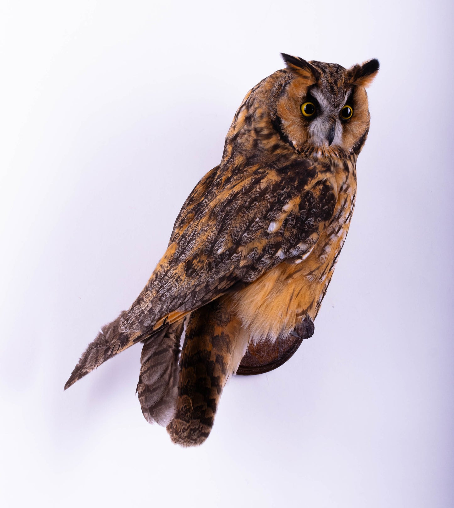 Long-eared Owl Taxidermy Wall Mount For Sale