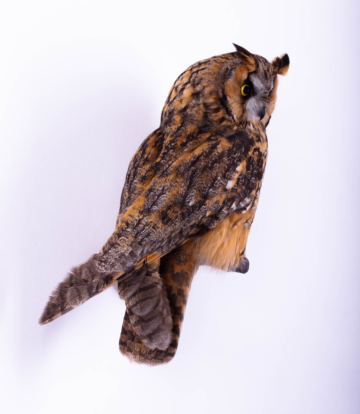 Long-eared Owl Taxidermy Wall Mount For Sale