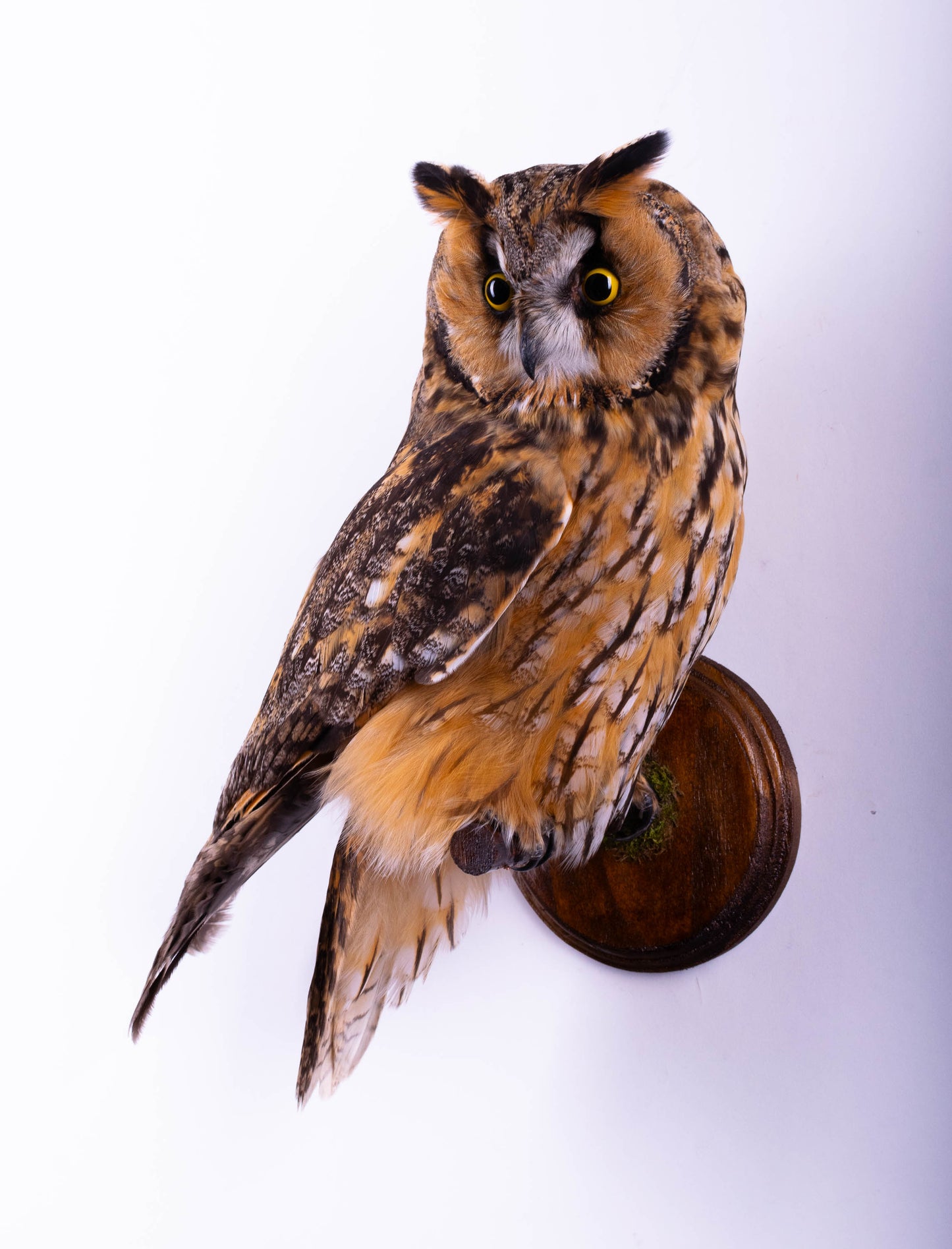 Long-eared Owl Taxidermy Wall Mount For Sale