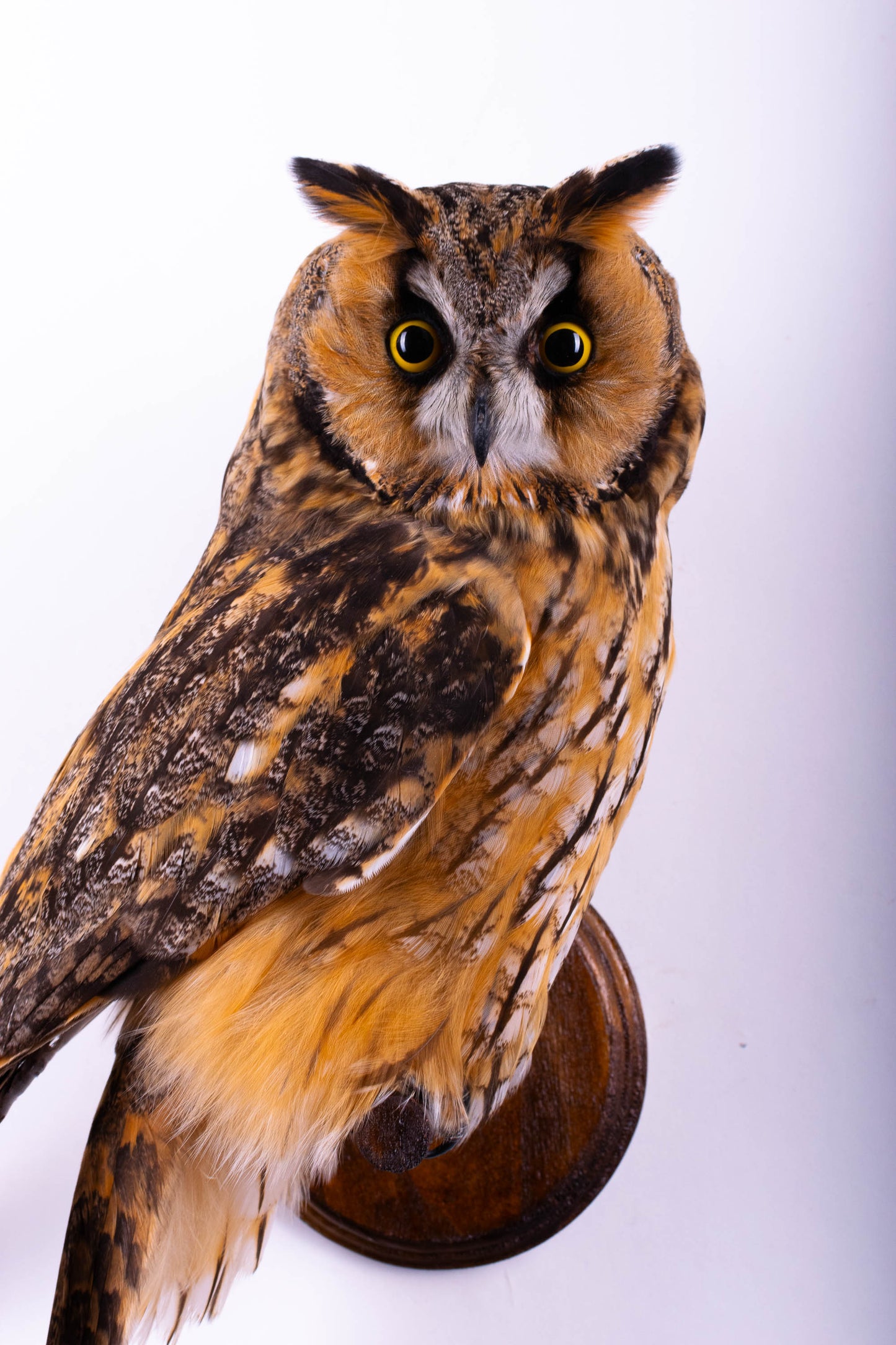 Long-eared Owl Taxidermy Wall Mount For Sale