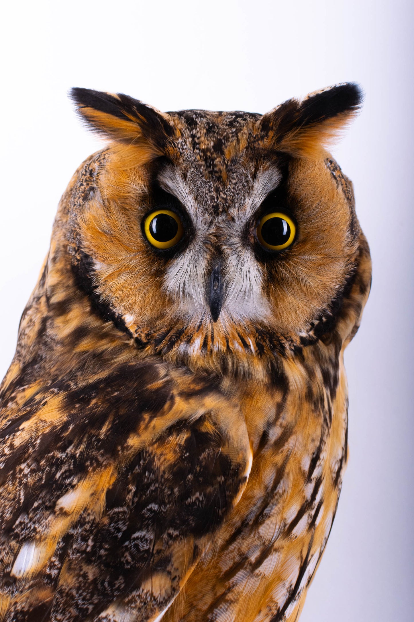 Long-eared Owl Taxidermy Wall Mount For Sale