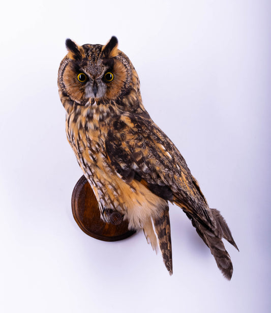 Taxidermy Owl Wall Mount
