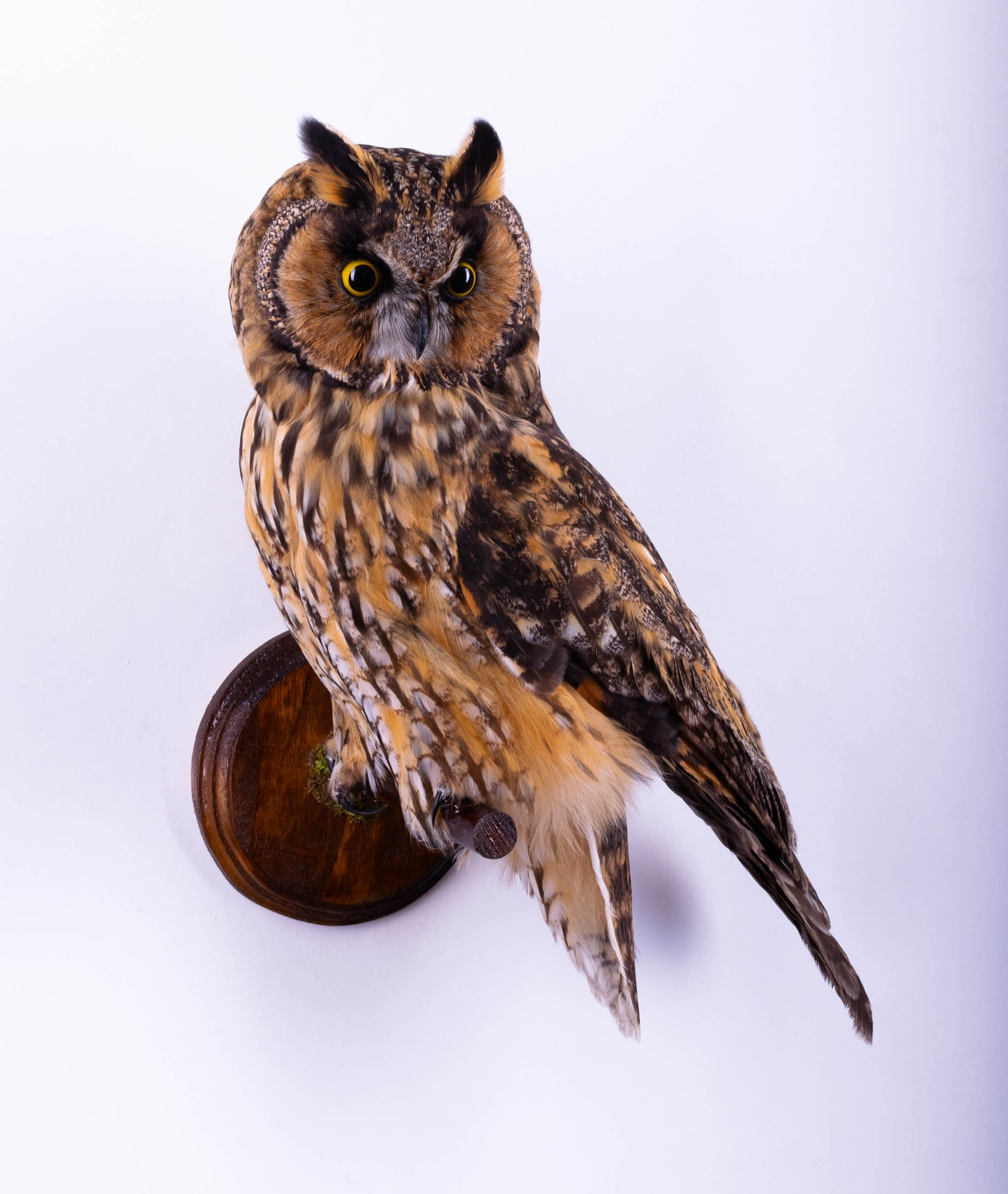 Taxidermy Owl Wall Mount