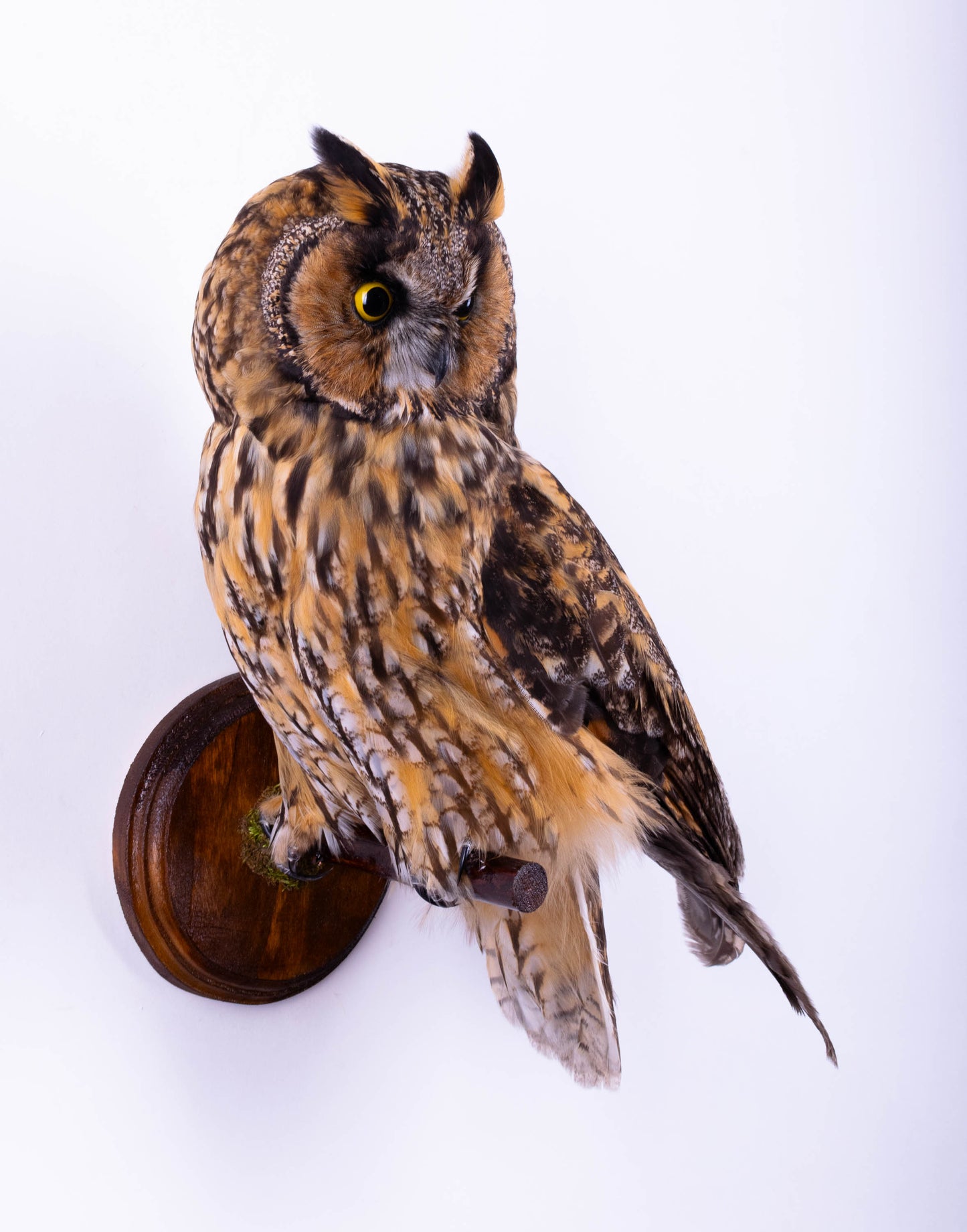 Taxidermy Owl Wall Mount