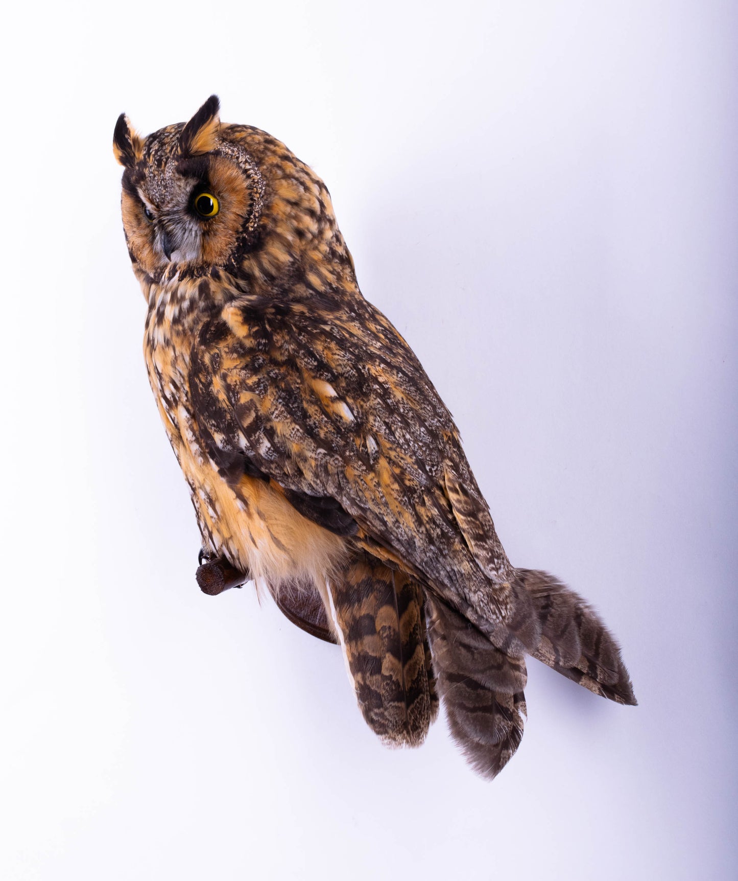 Taxidermy Owl Wall Mount