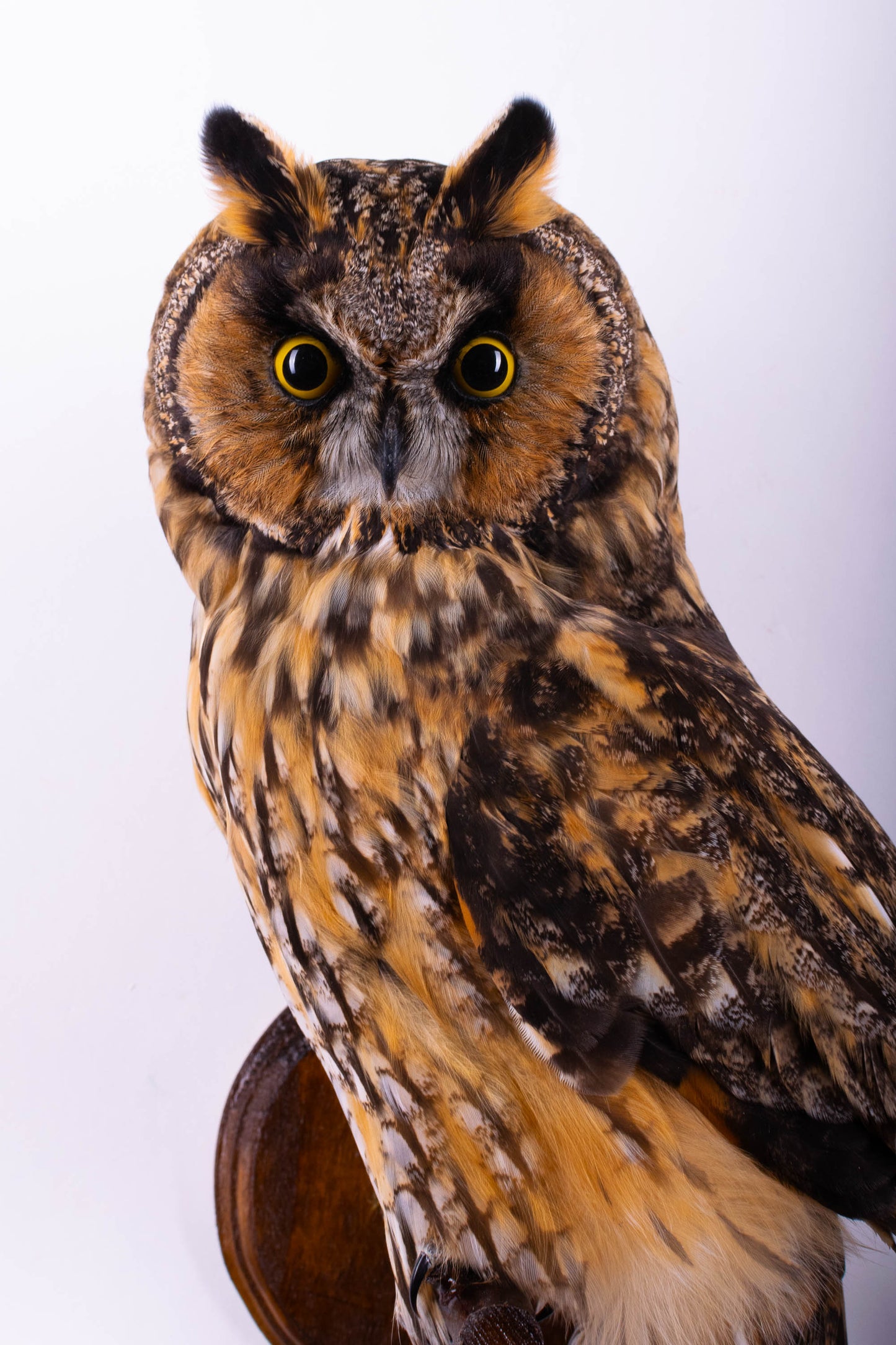 Taxidermy Owl Wall Mount