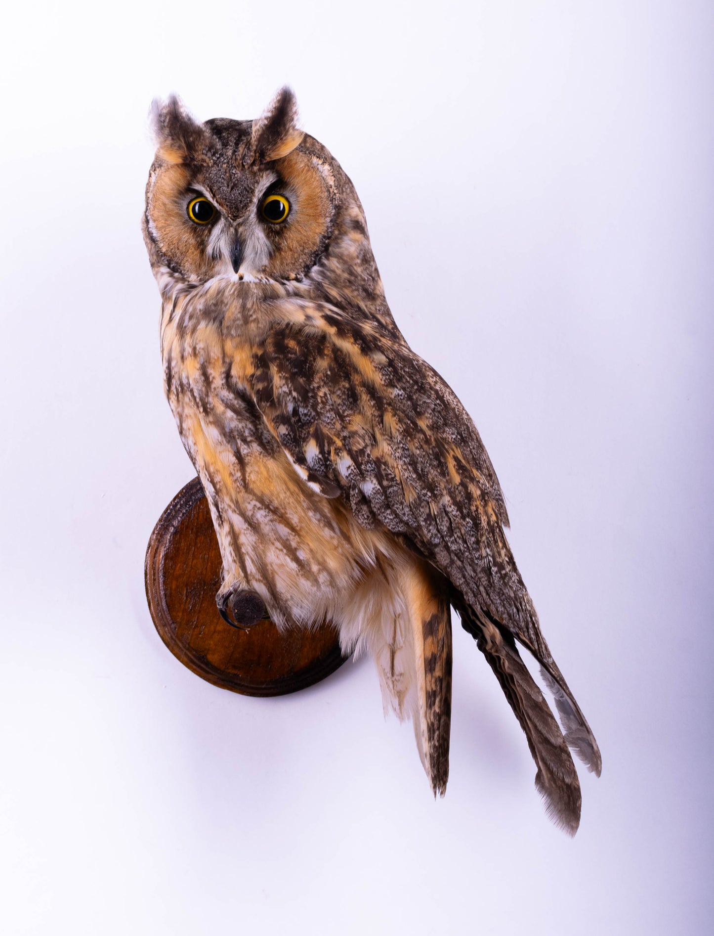 Hibou moyen-duc naturalisé pour fixation murale à vendre