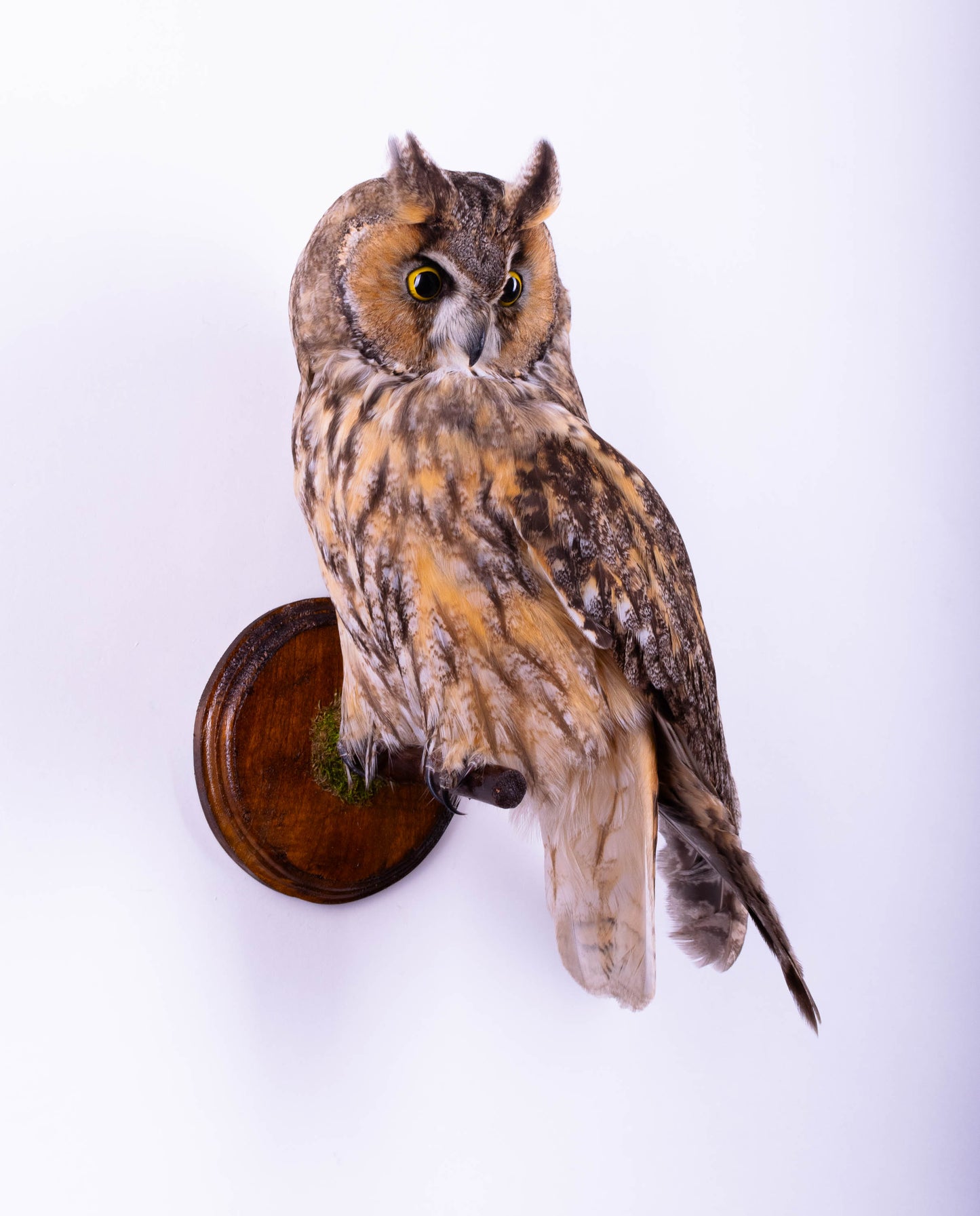 Hibou moyen-duc naturalisé pour fixation murale à vendre