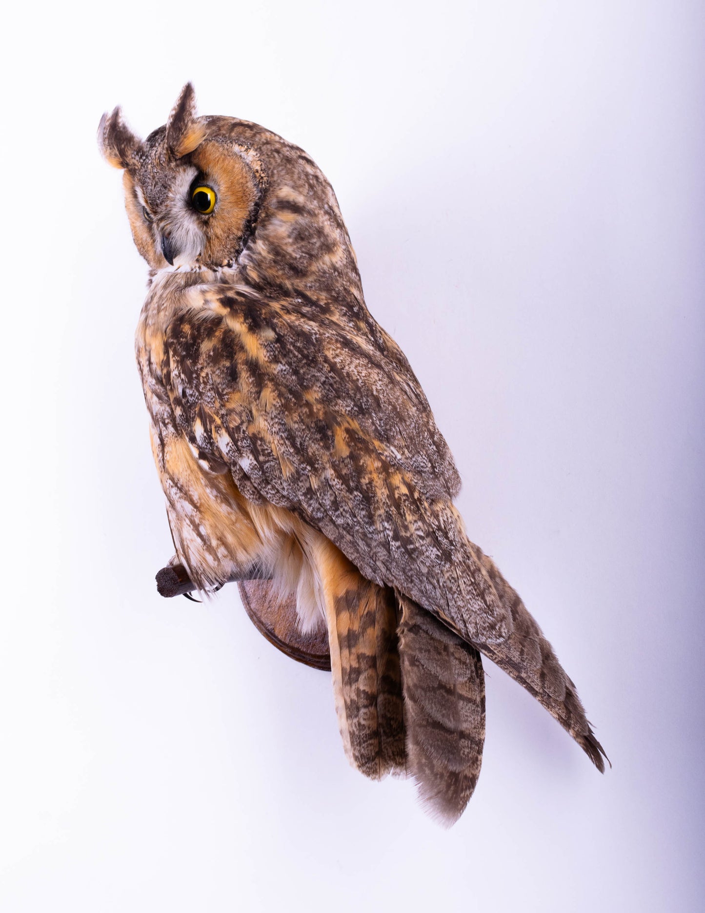 Hibou moyen-duc naturalisé pour fixation murale à vendre
