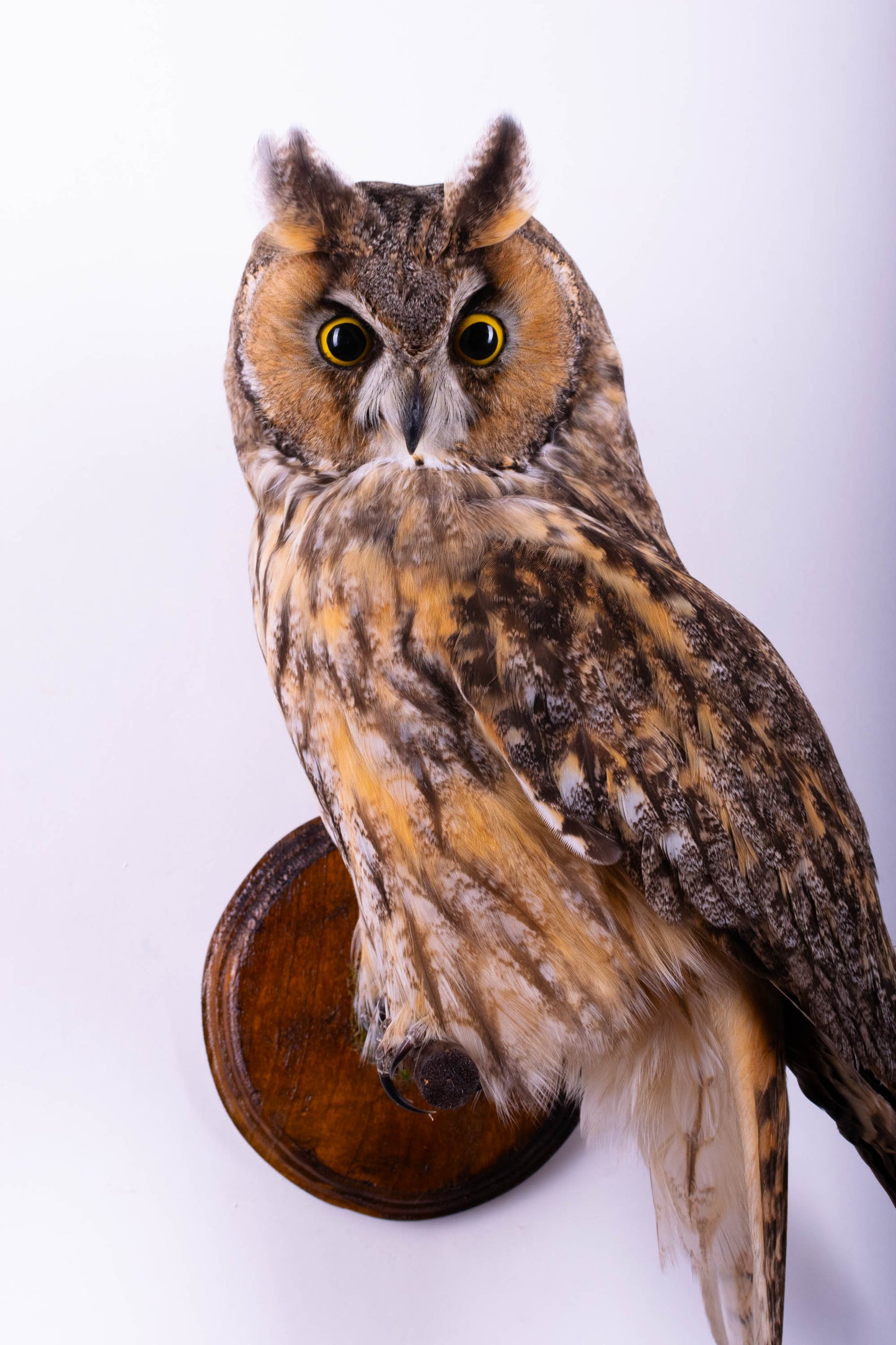 Hibou moyen-duc naturalisé pour fixation murale à vendre