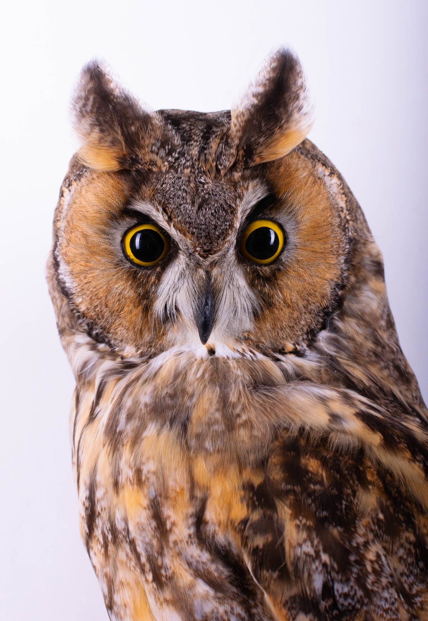Hibou moyen-duc naturalisé pour fixation murale à vendre