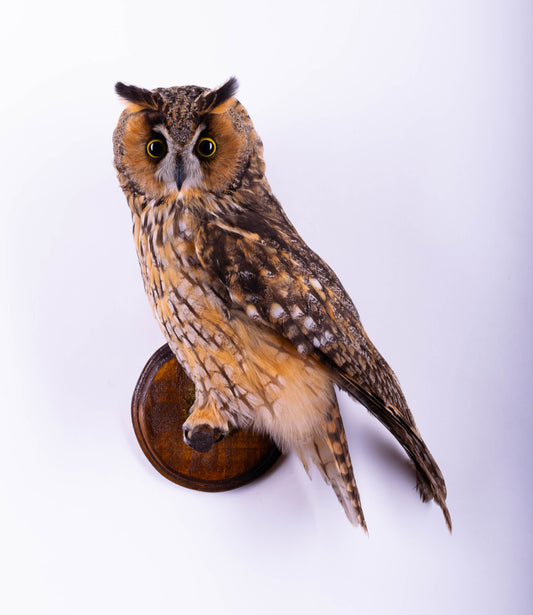 Taxidermy Long-eared Owl Wall Mount