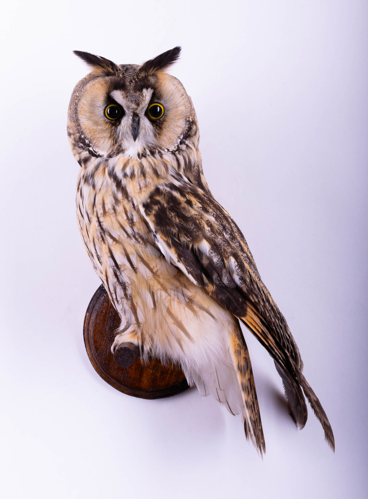 Taxidermy Long-eared Owl Wall Mount