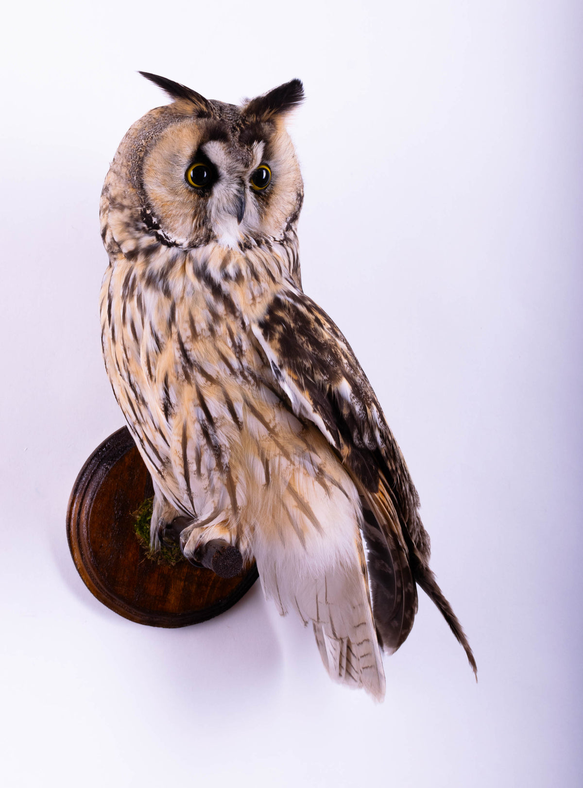 Taxidermy Long-eared Owl Wall Mount