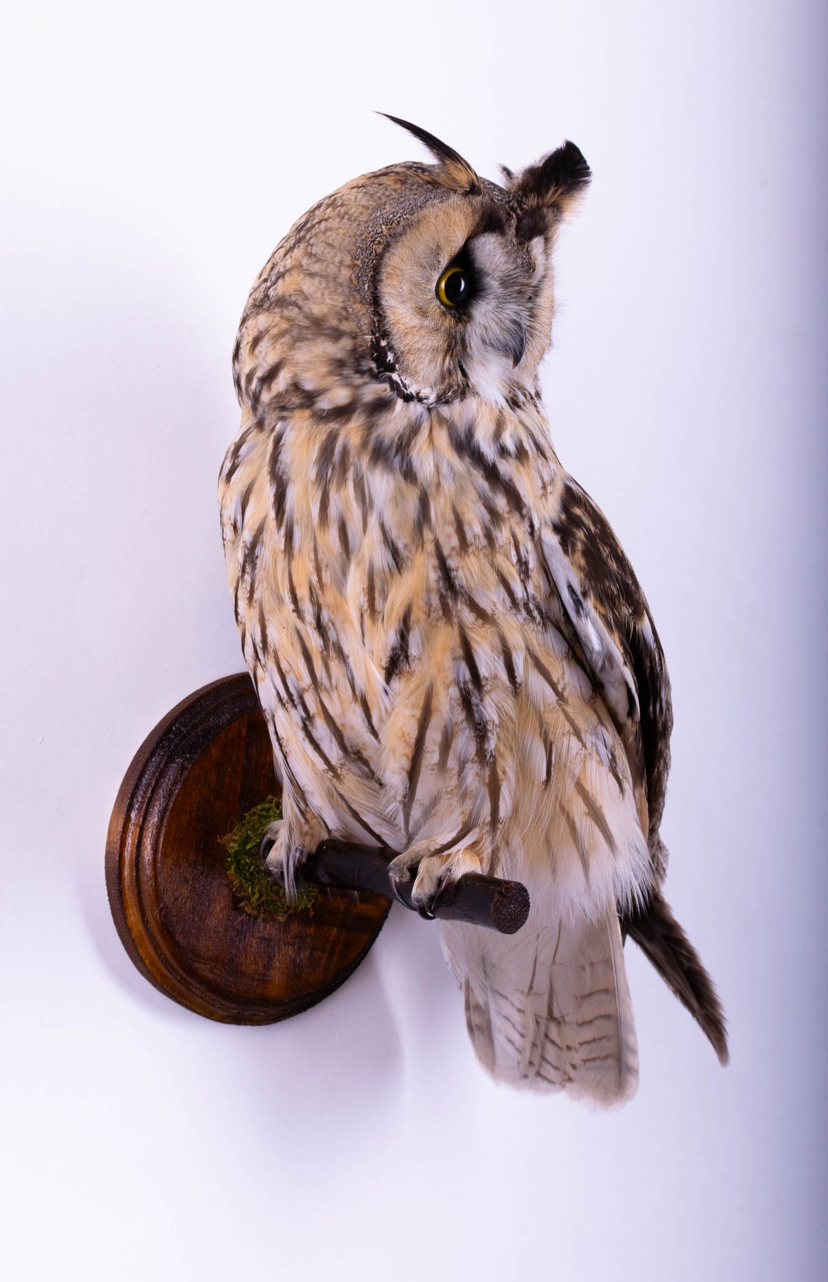 Taxidermy Long-eared Owl Wall Mount