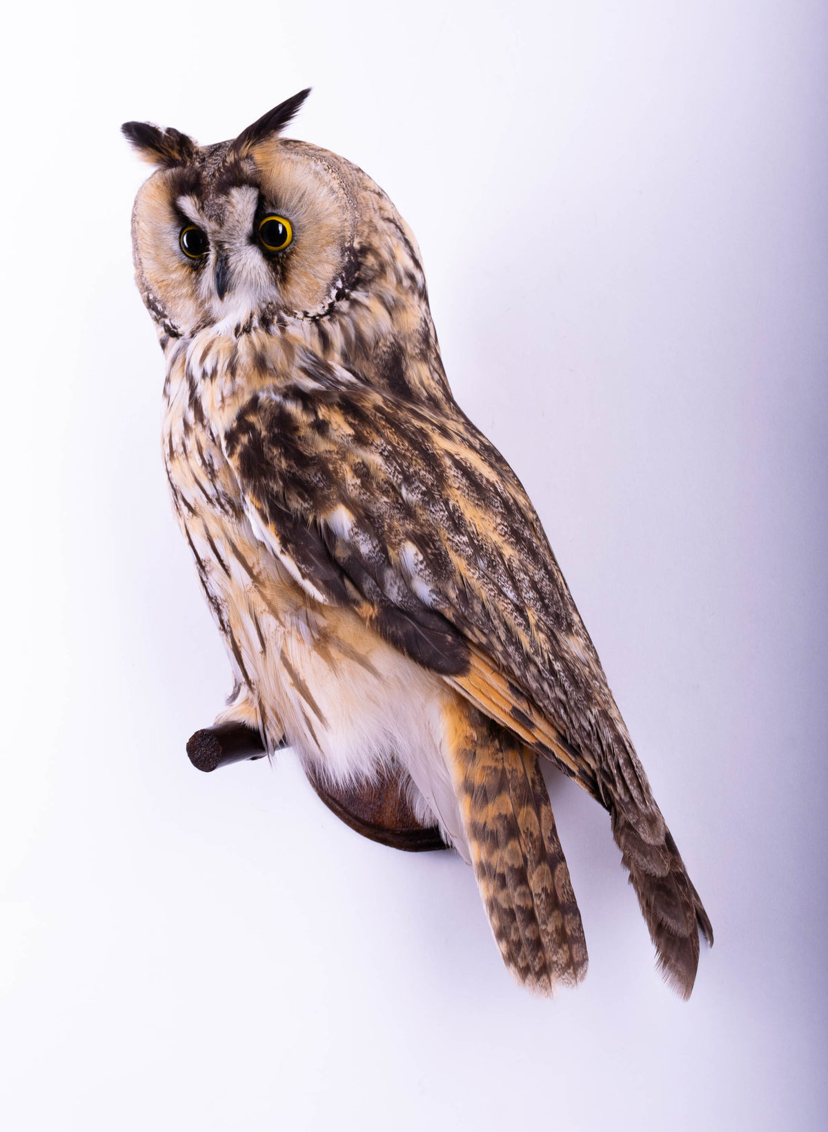 Taxidermy Long-eared Owl Wall Mount