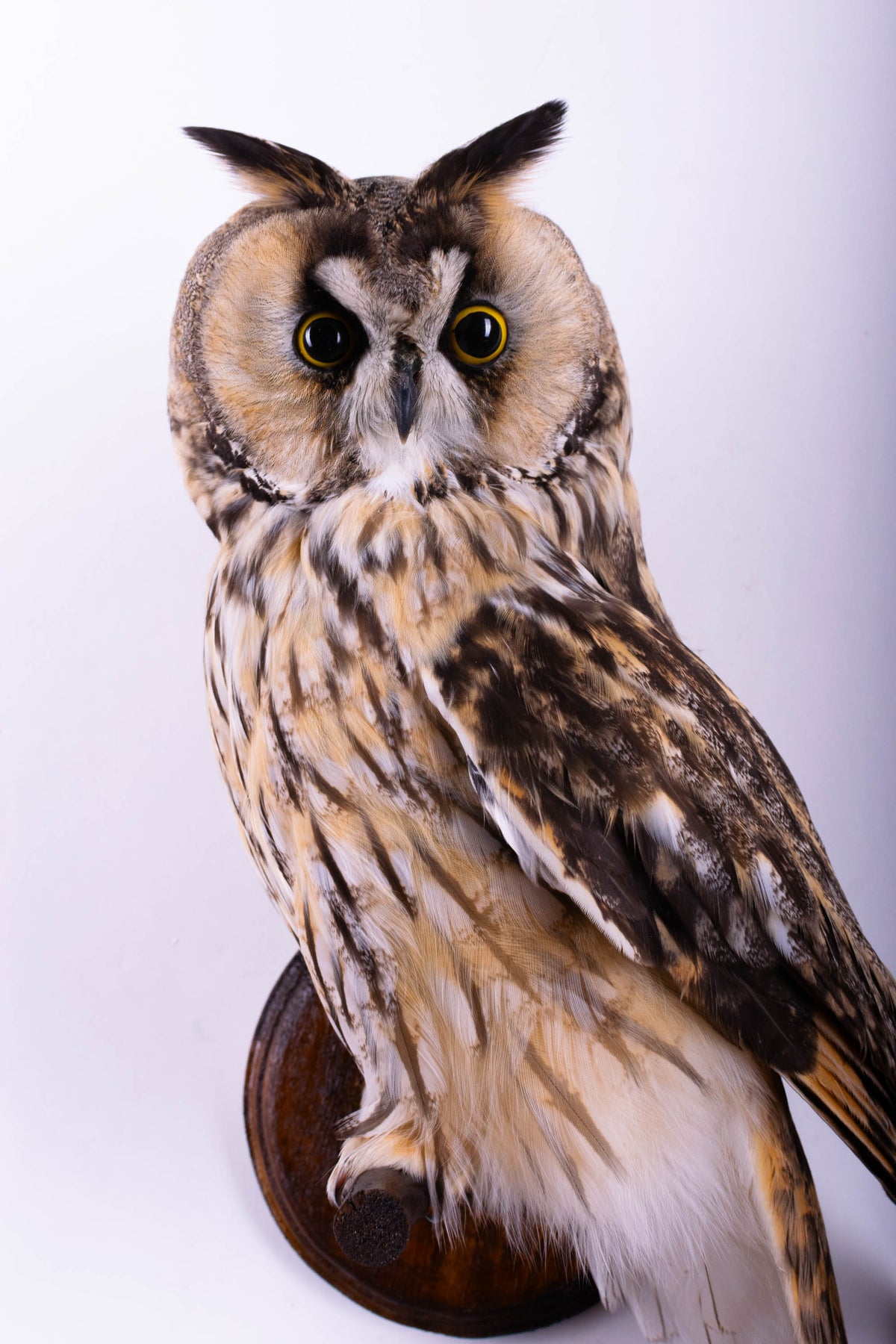 Taxidermy Long-eared Owl Wall Mount