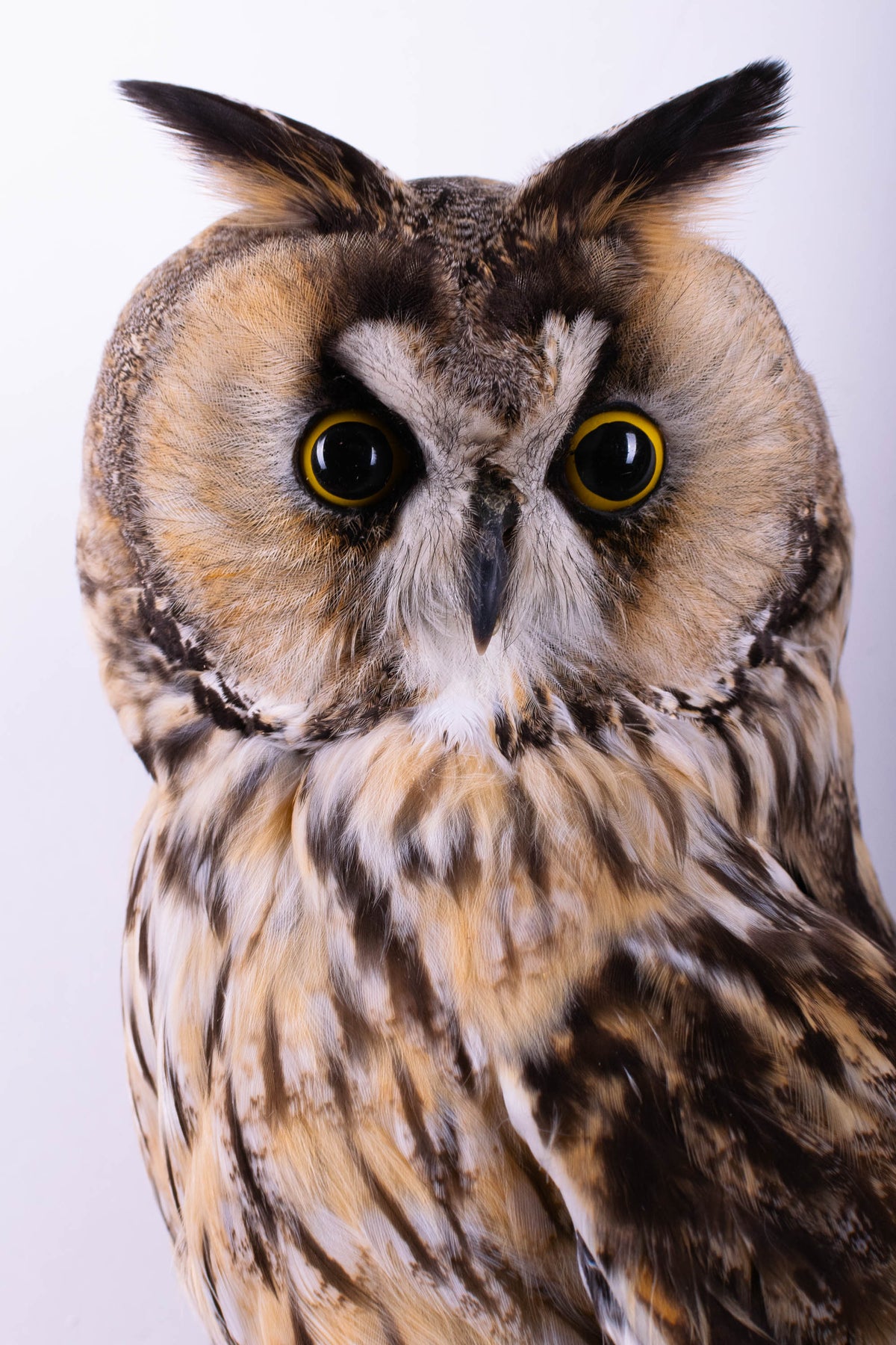 Taxidermy Long-eared Owl Wall Mount