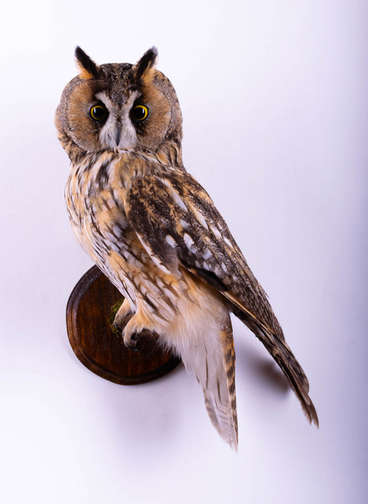 Long-eared Owl Taxidermy Wall Mount For Sale