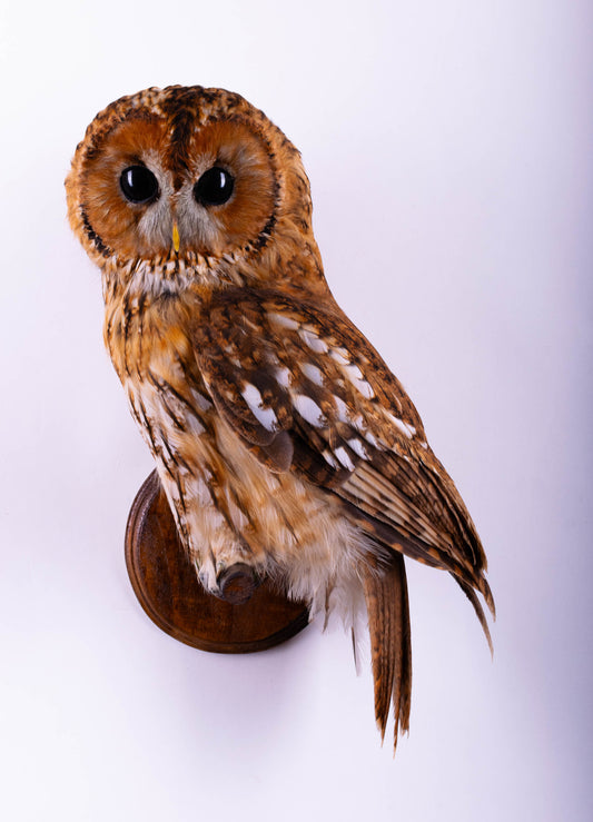 Tawny Owl Taxidermy Wall Mount For Sale