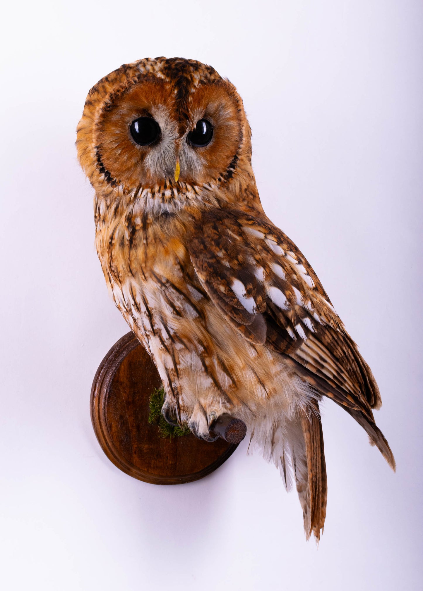 Tawny Owl Taxidermy Wall Mount For Sale