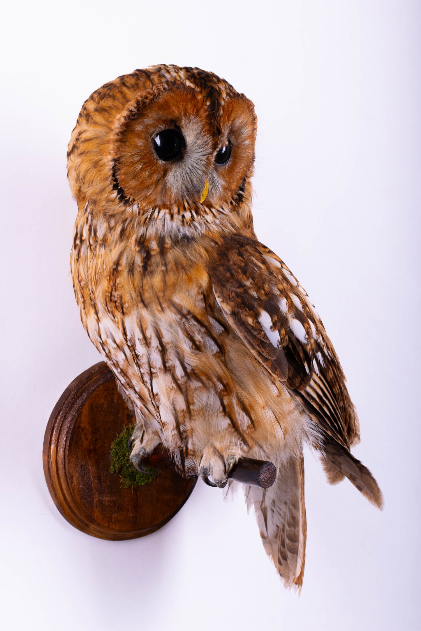 Tawny Owl Taxidermy Wall Mount For Sale