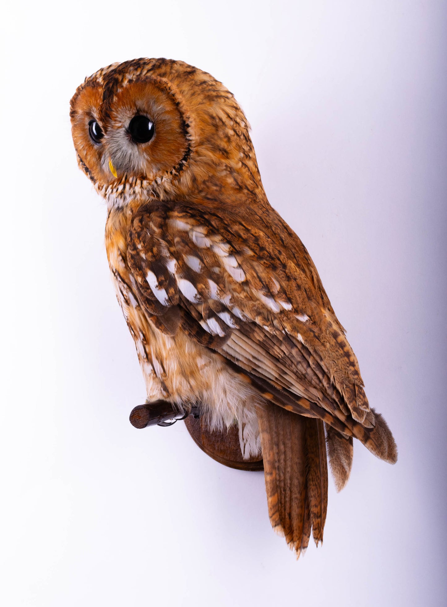 Tawny Owl Taxidermy Wall Mount For Sale