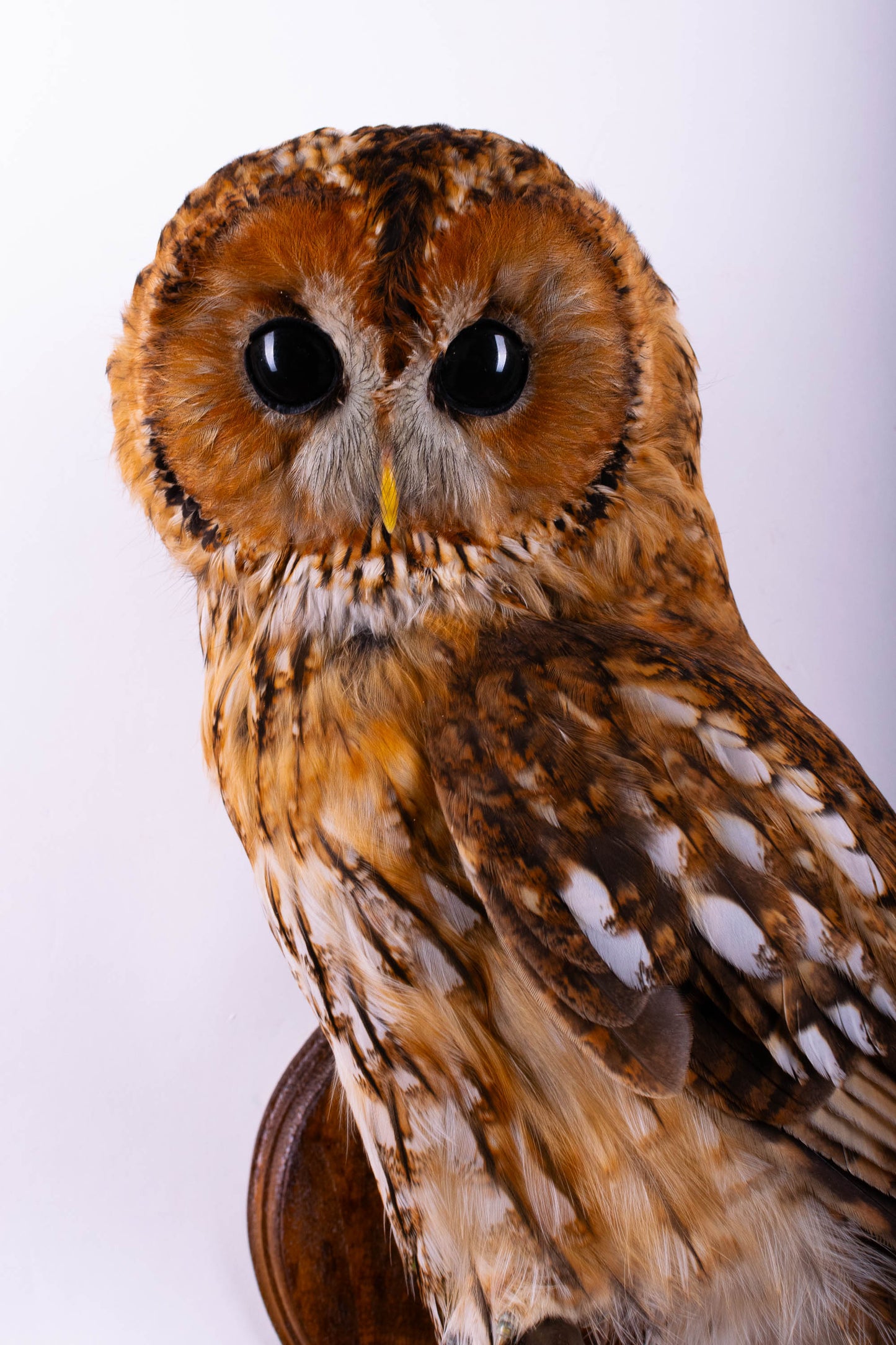 Tawny Owl Taxidermy Wall Mount For Sale