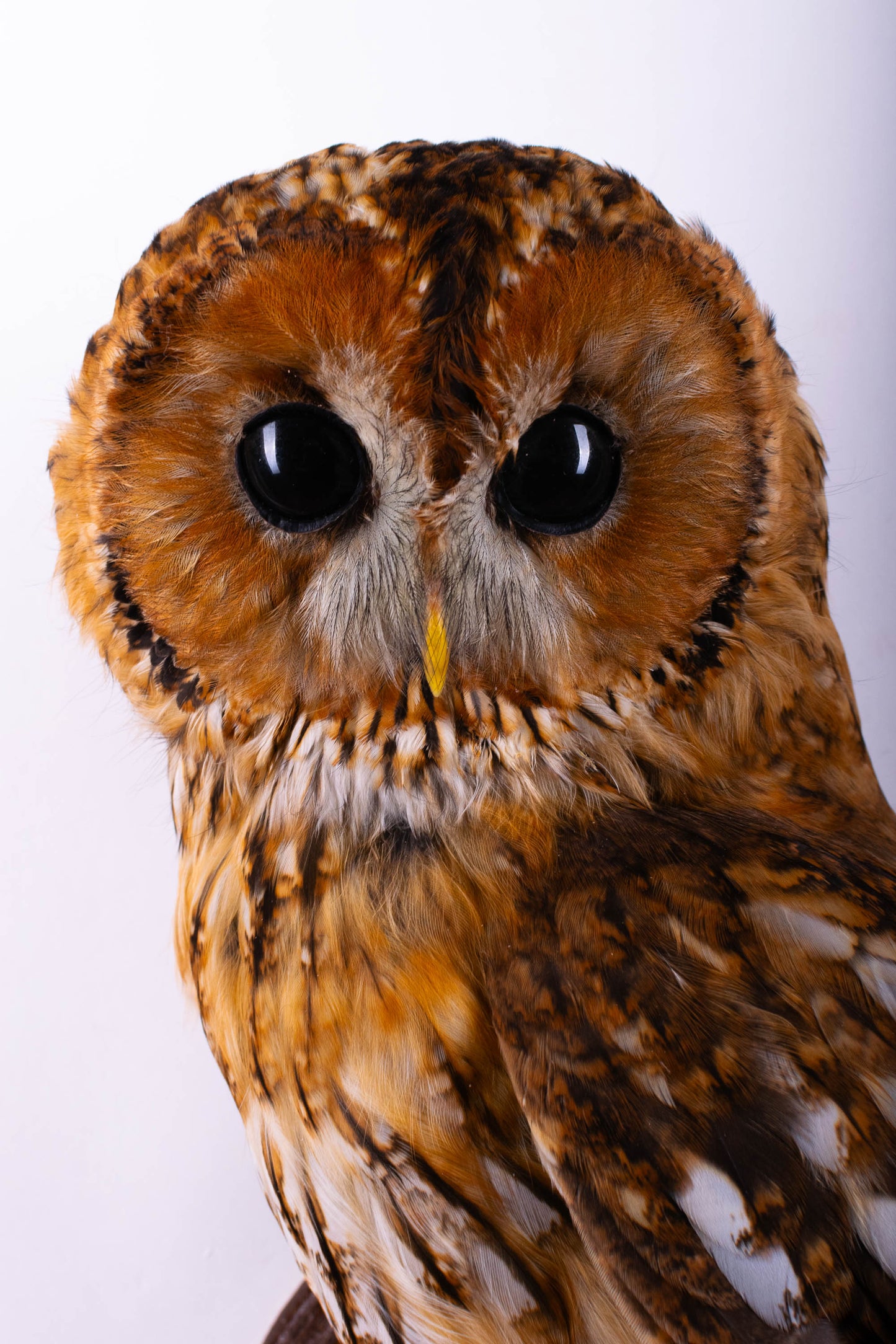 Tawny Owl Taxidermy Wall Mount For Sale