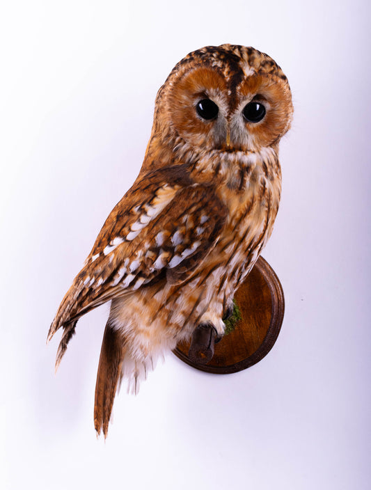 Tawny Owl Taxidermy Wall Mount For Sale
